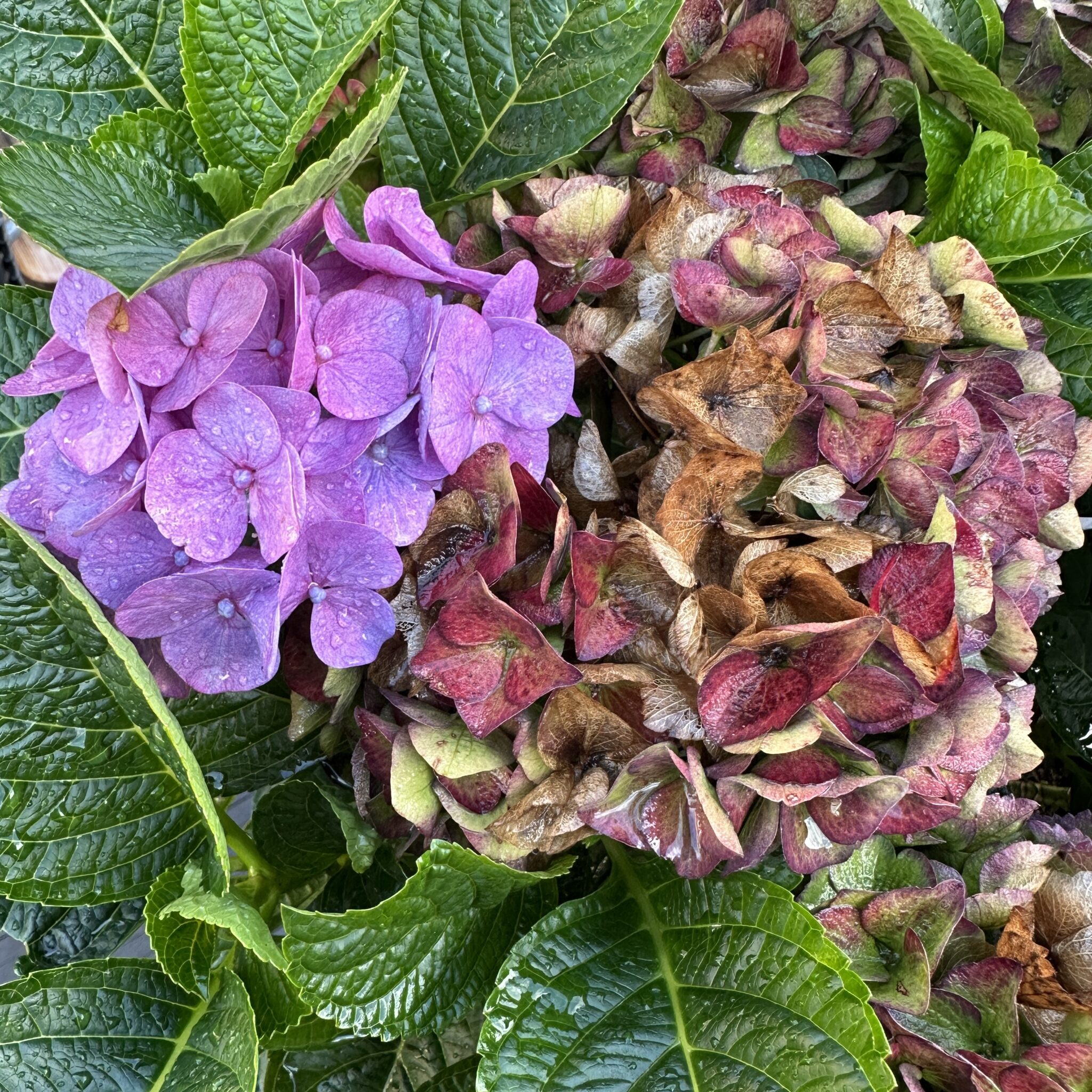 Hortensia lillade õite ja närtsinud lehtedega.