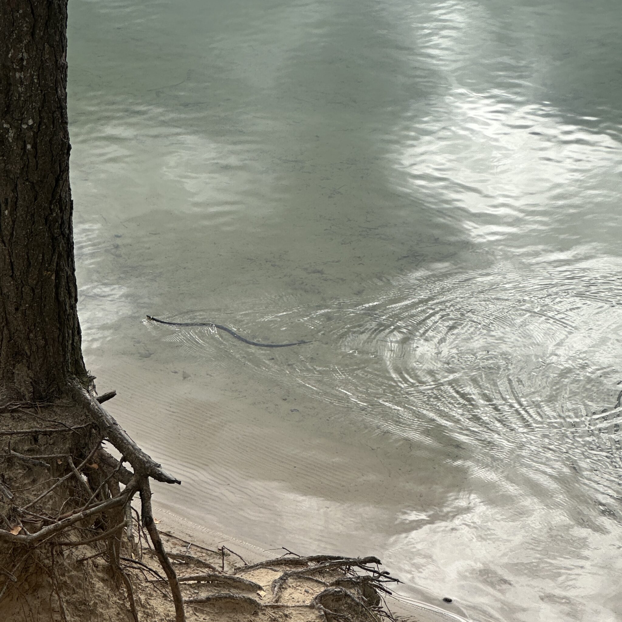 Madu ujub rahulikus vees puujuurte lähedal.