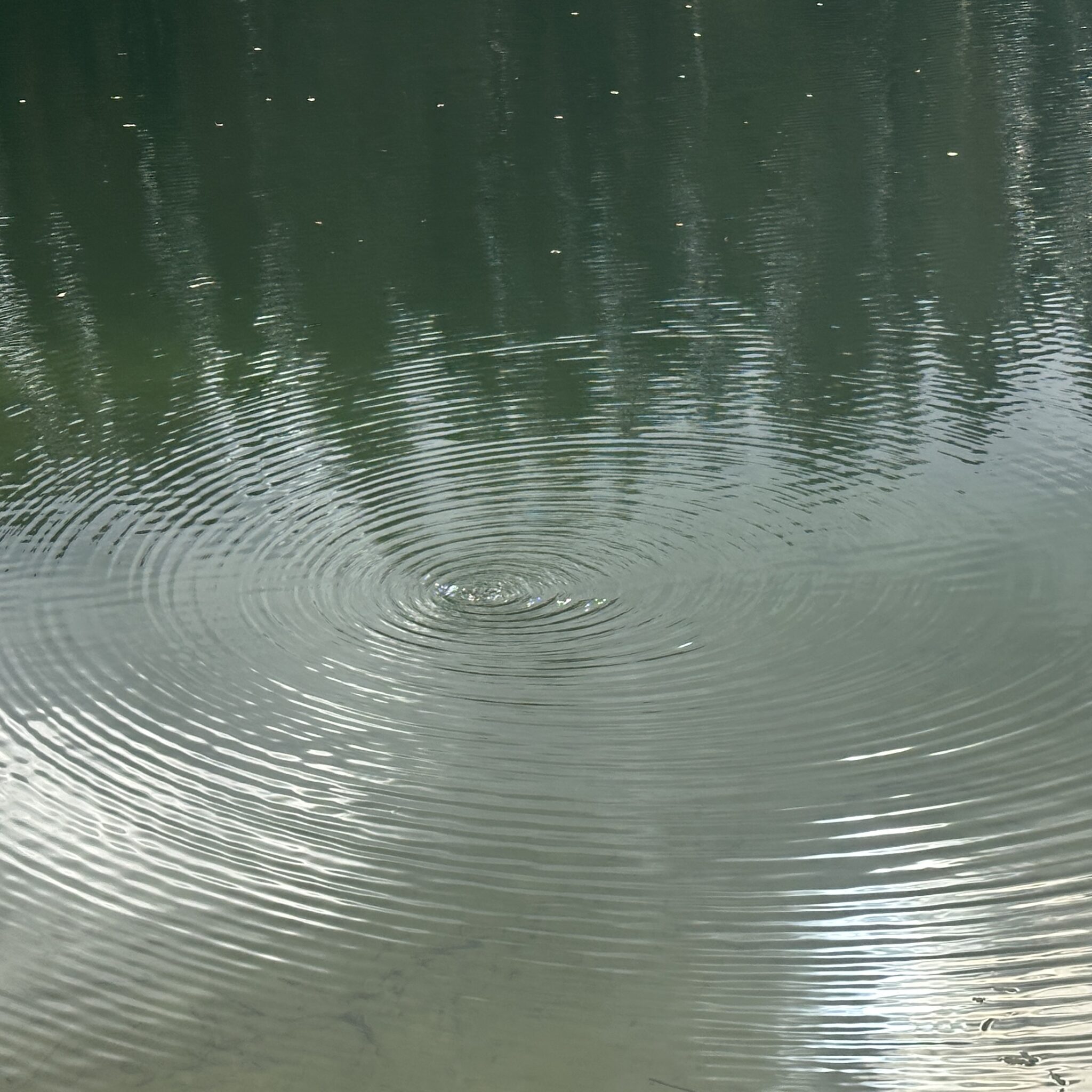 Ringikujulised veeringid rahulikus järves.