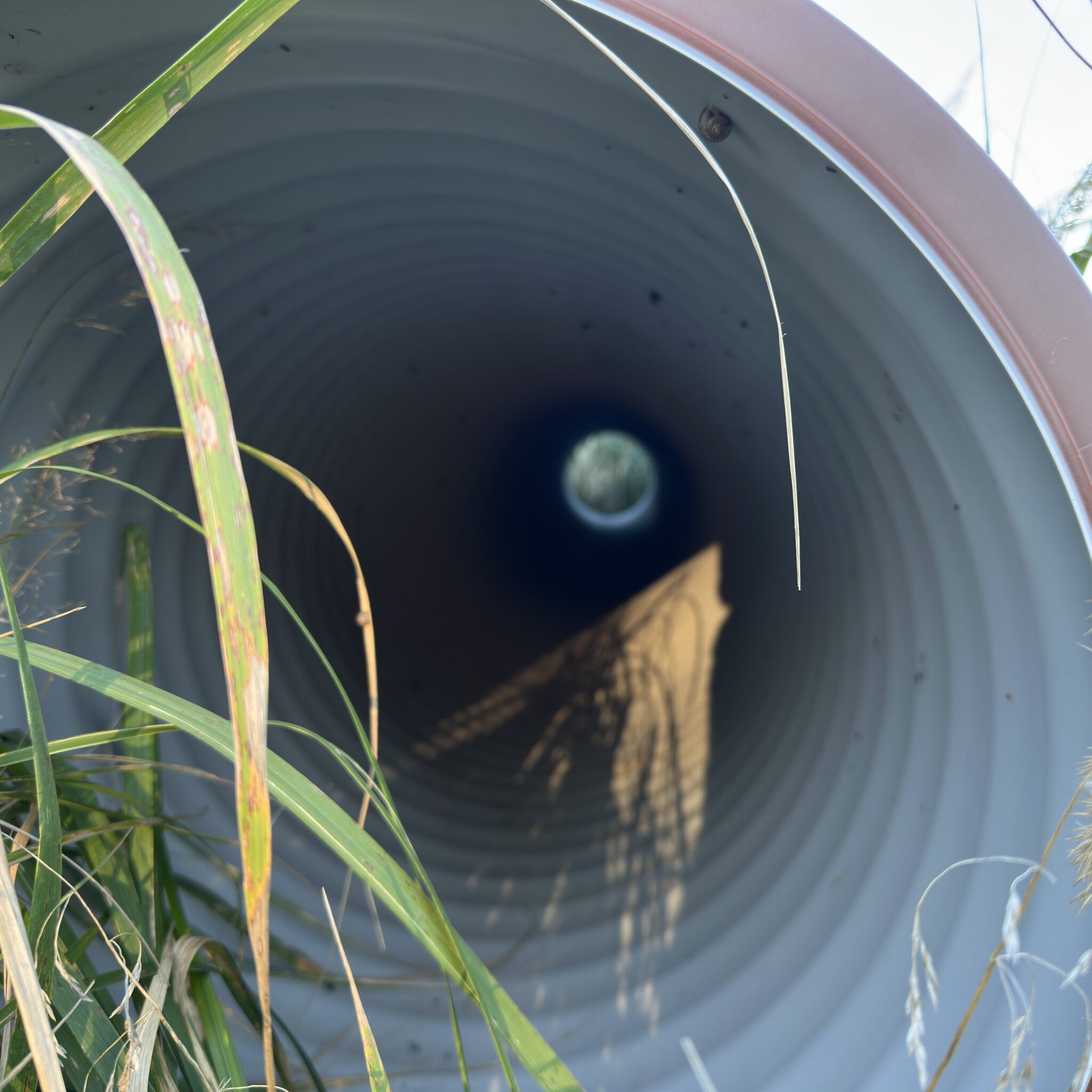 Taim ja tigu piiluvad läbi suure toru.