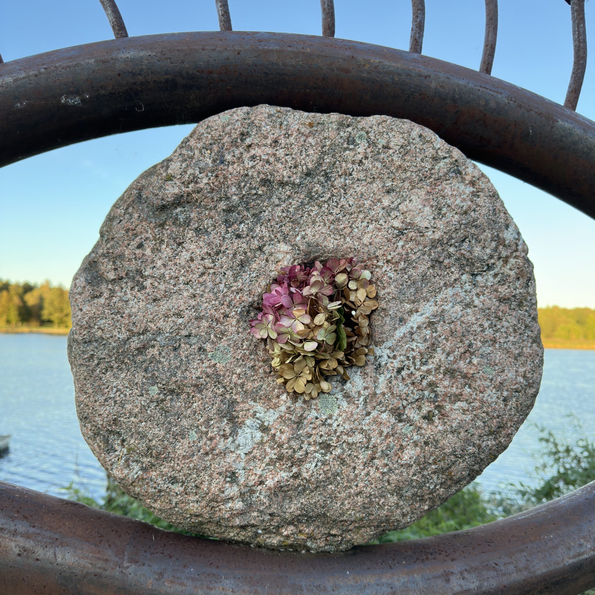Kivi lilledega keskel, taustal järv ja sinine taevas.