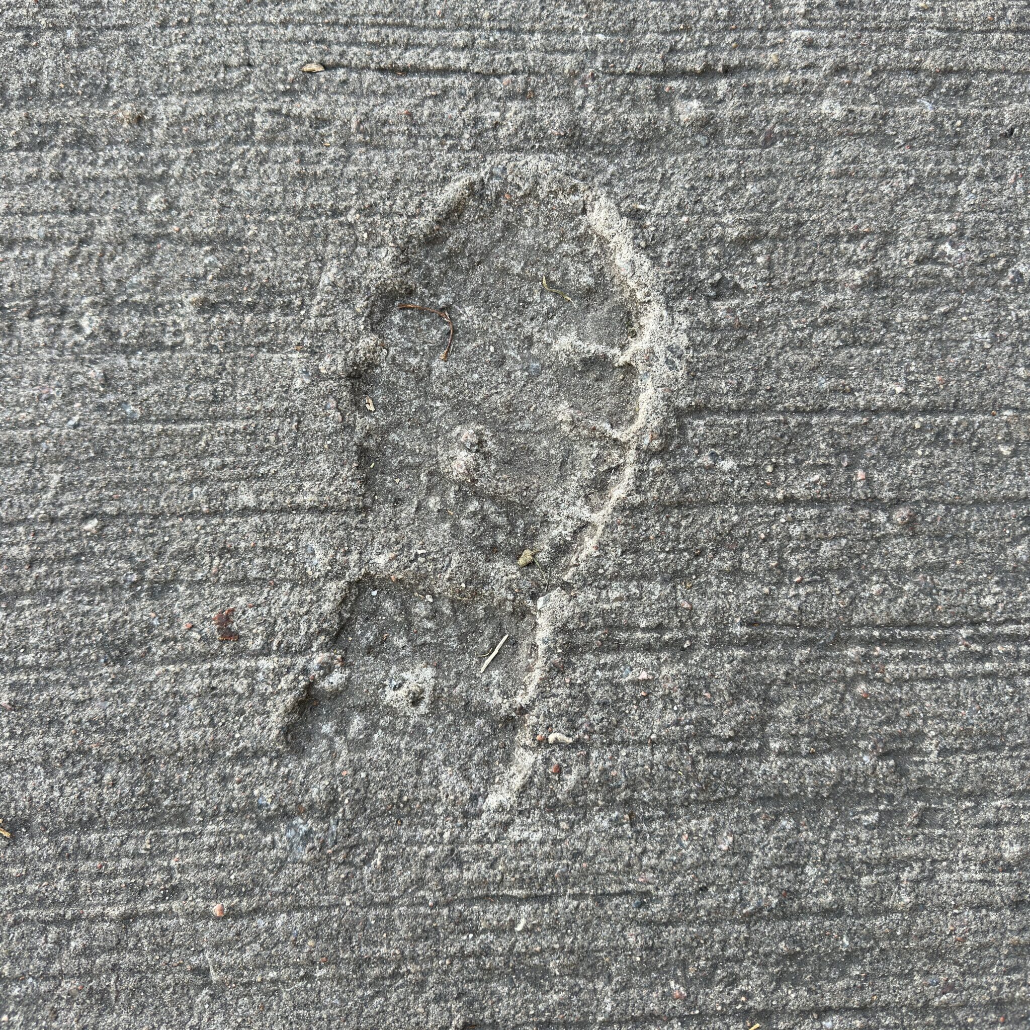 Koera käpajälg betoonil.