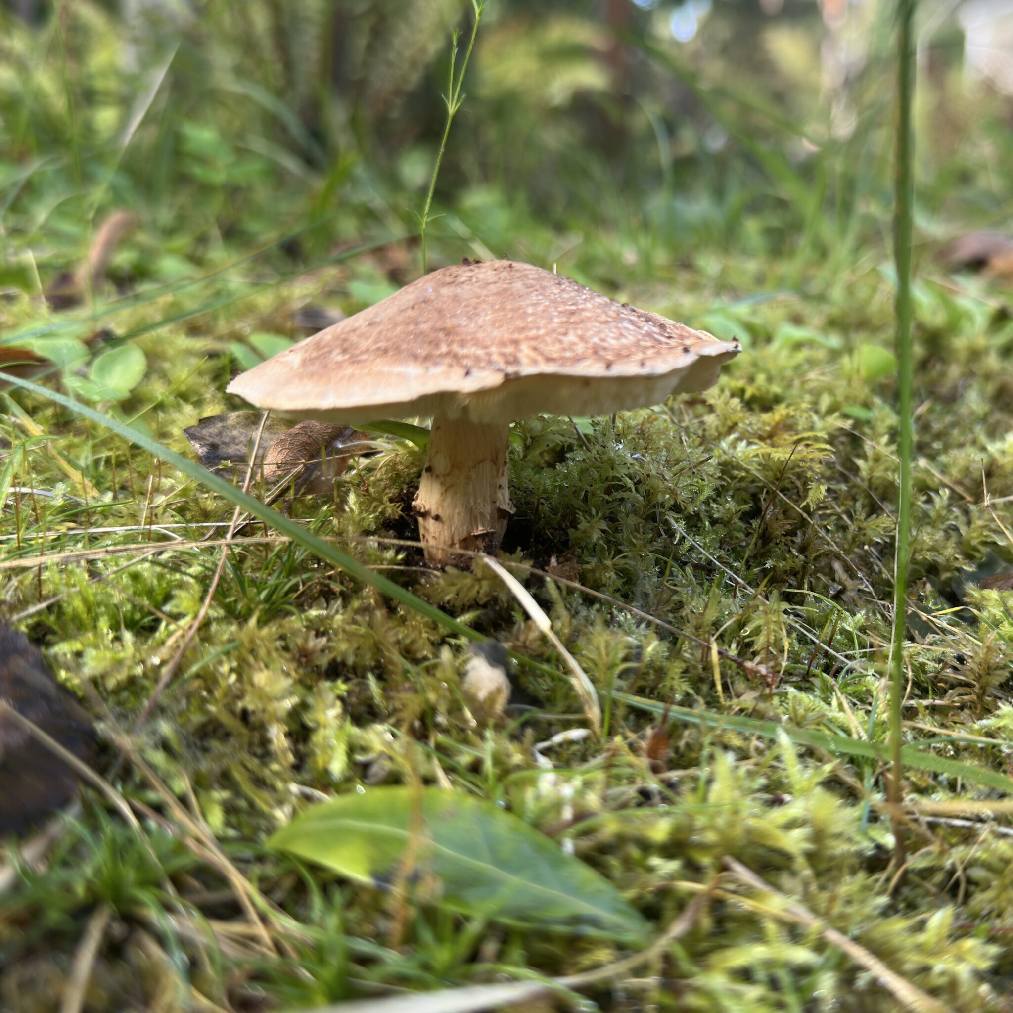Seene kasv metsapõrandal.