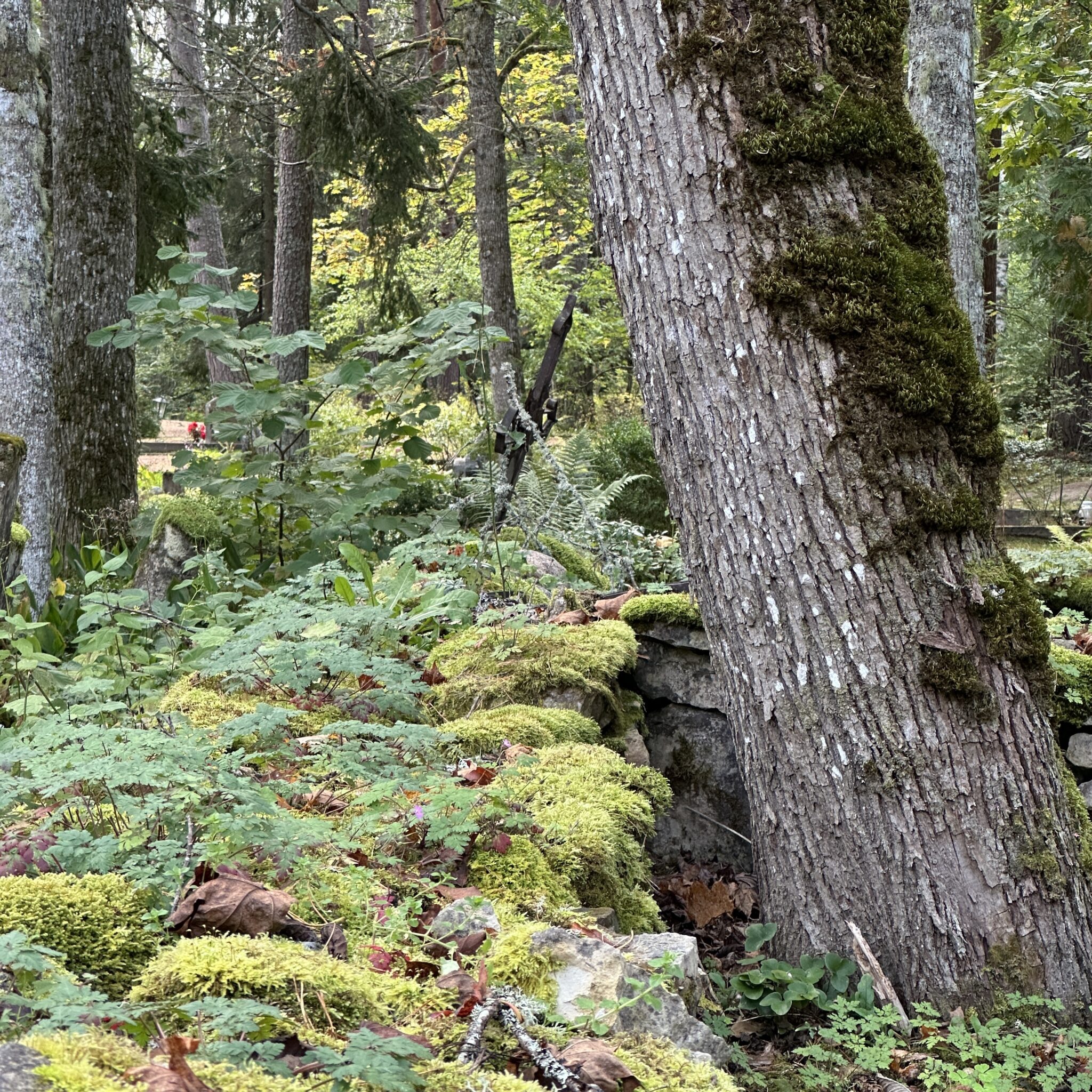 Sammaldunud puutüvi ja roheline taimestik metsas.
