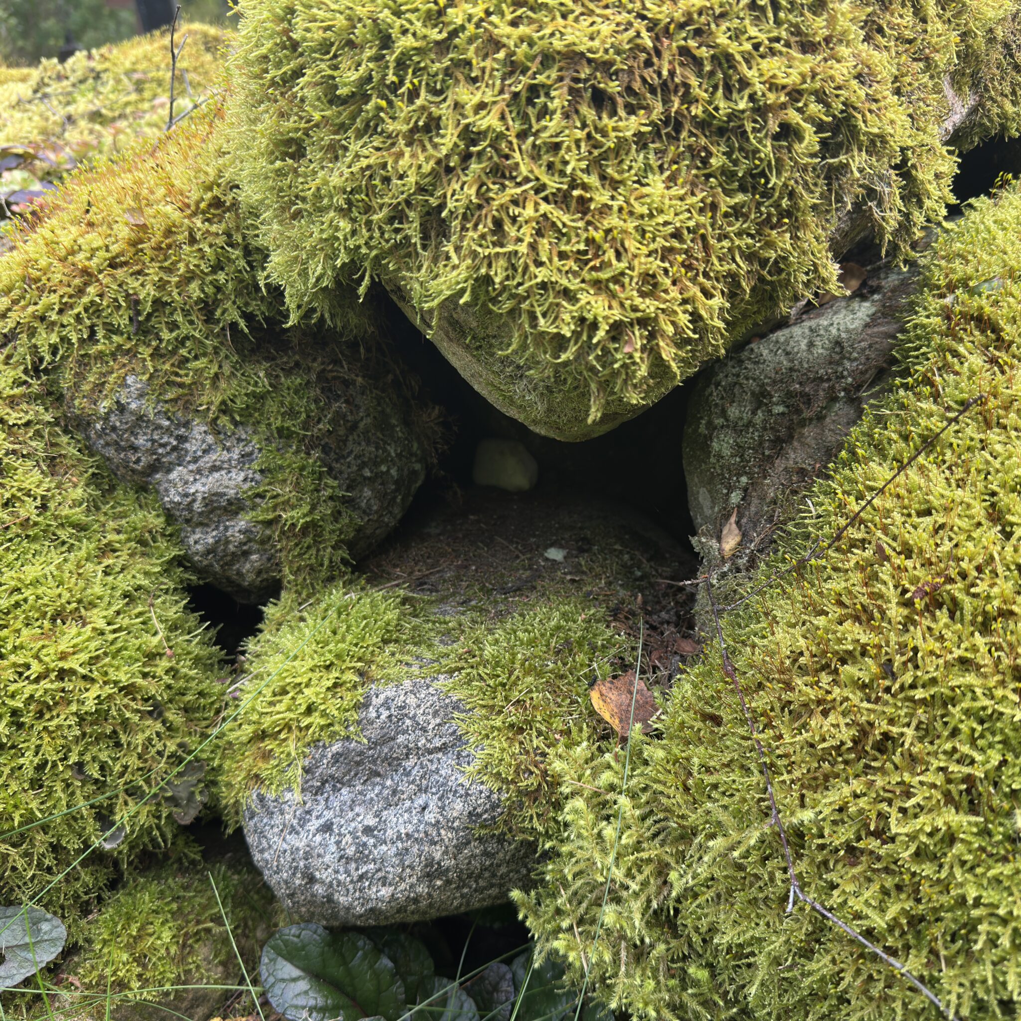 Sammaldunud kivid ja lehed metsas.