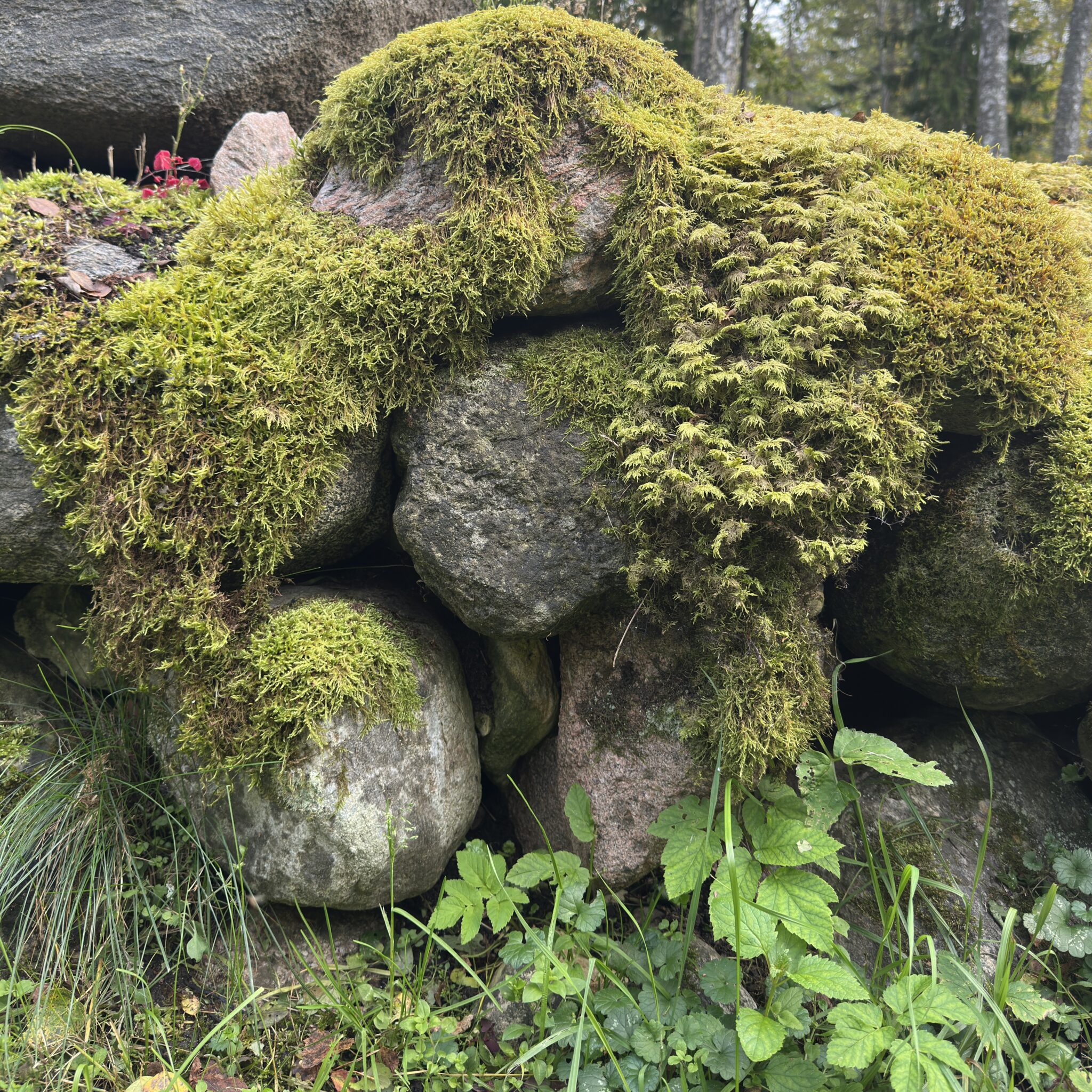 Sammaldunud kivid ja roheline taimestik metsakeskkonnas.