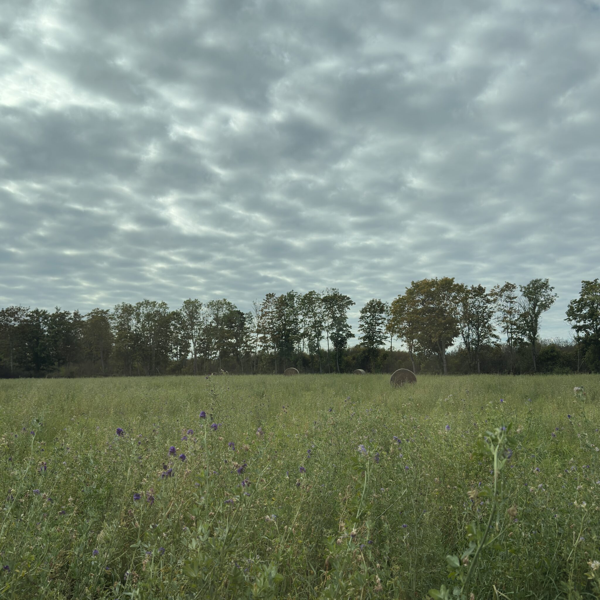 Metslillede ja puudega väli pilvise taeva all.