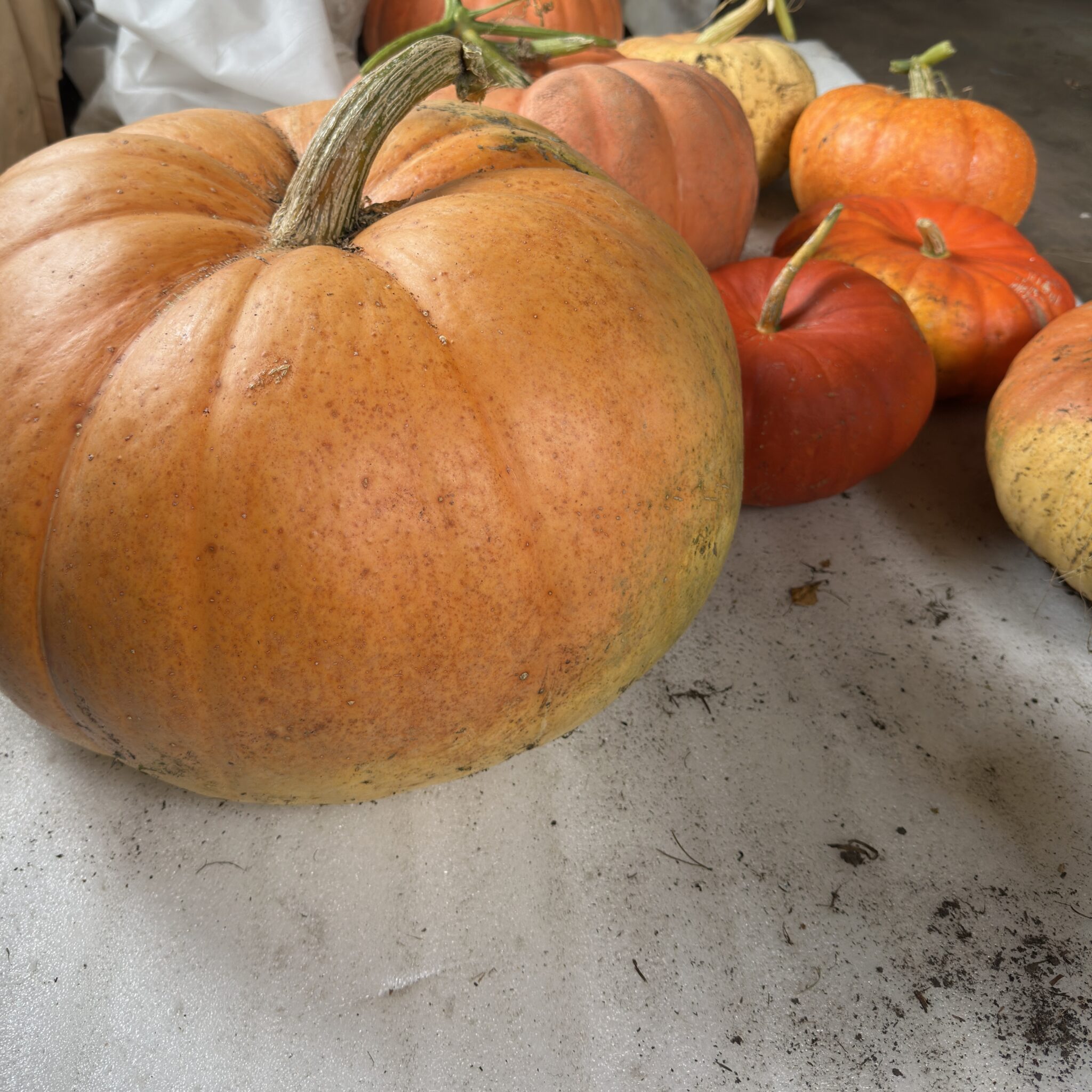 Suur oranž kõrvits betoonpinnal.