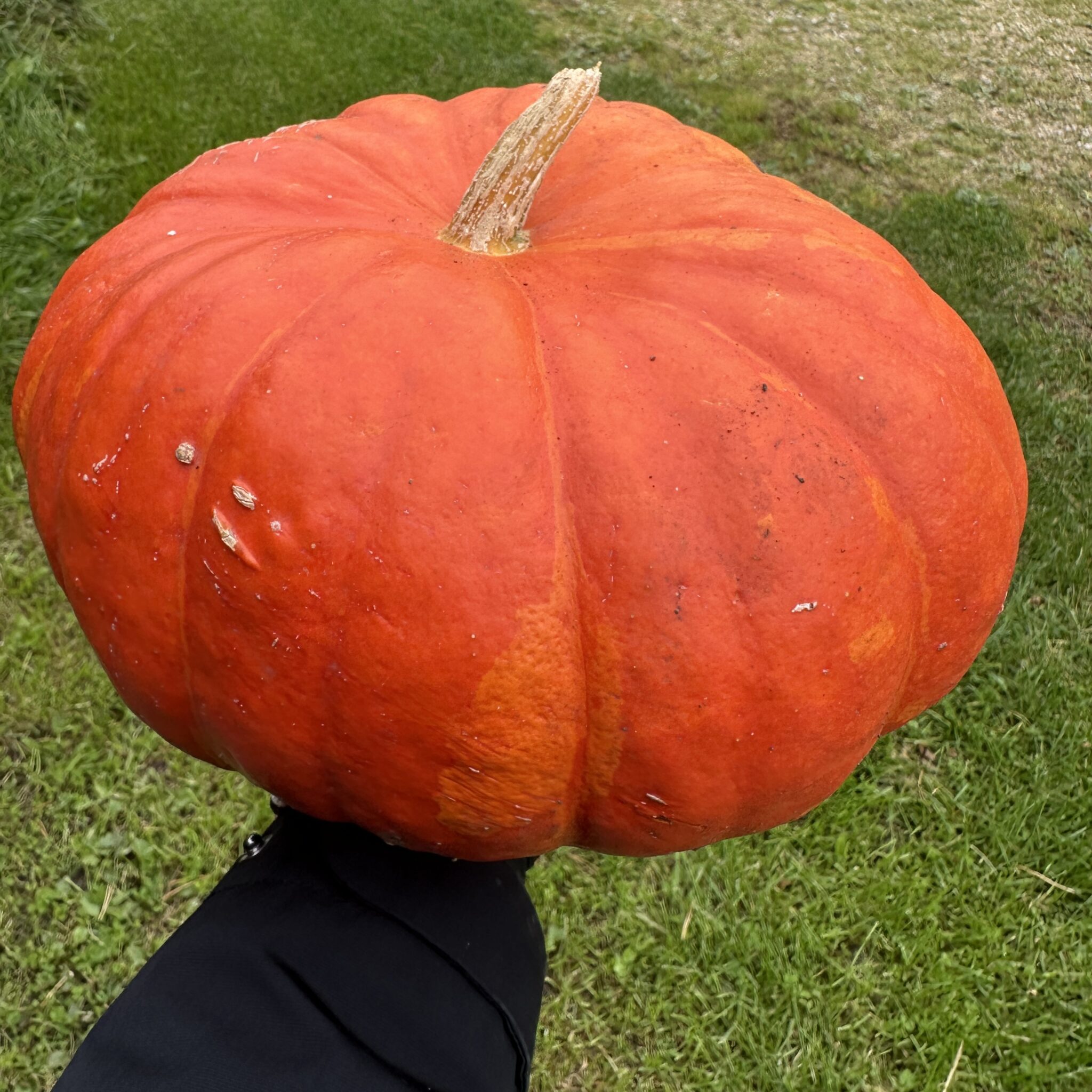 Inimene hoiab suurt oranži kõrvitsat.