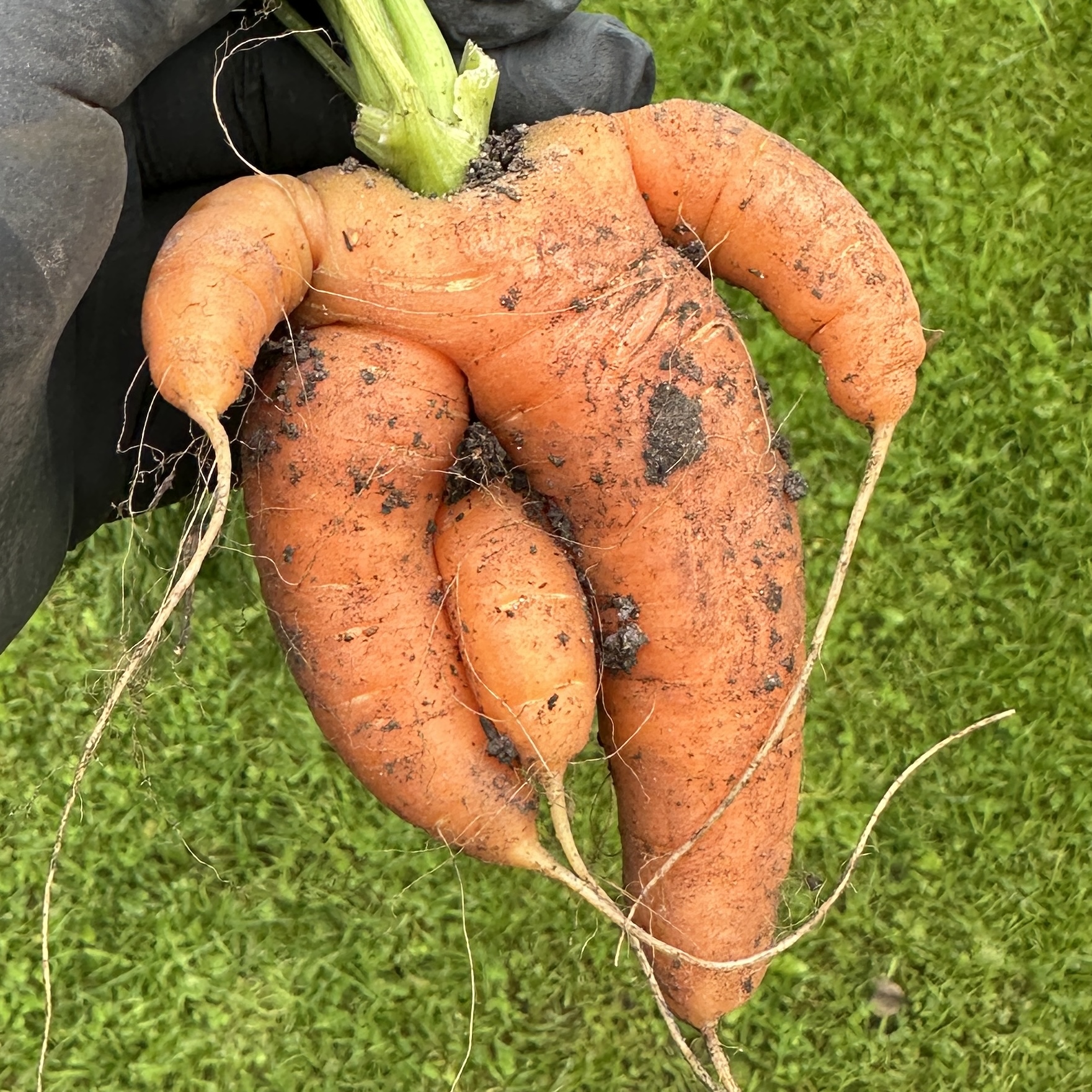 Inimene hoiab kättes suurt, inimkujulist porgandit.