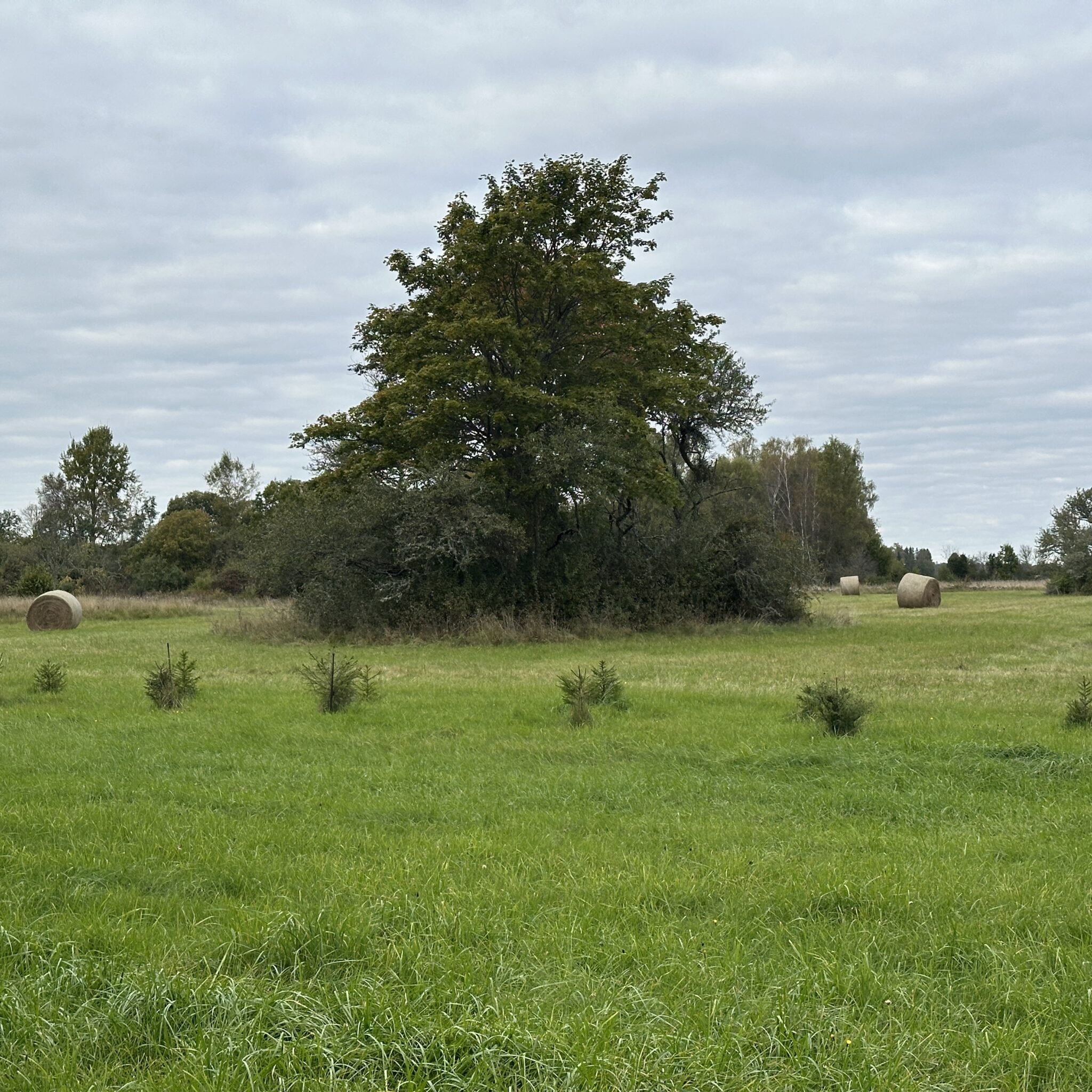 Roheline põld suure puu ja heinapallidega.