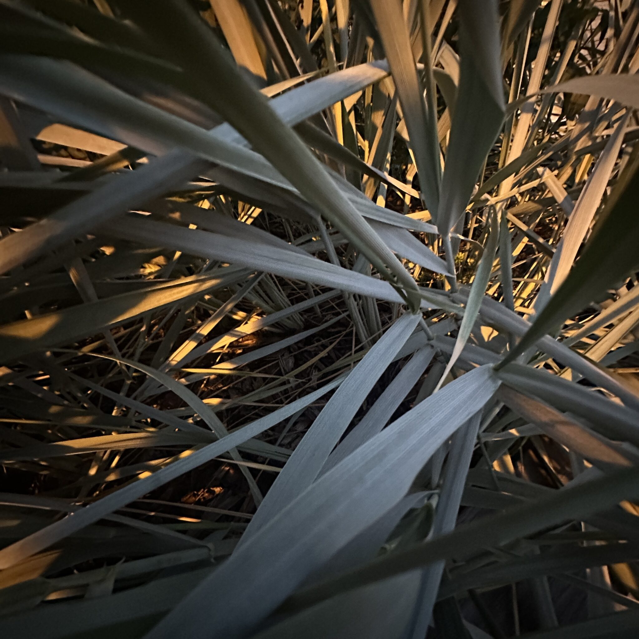 Päikesevalguses säravad kõrged peened rohukõrred.