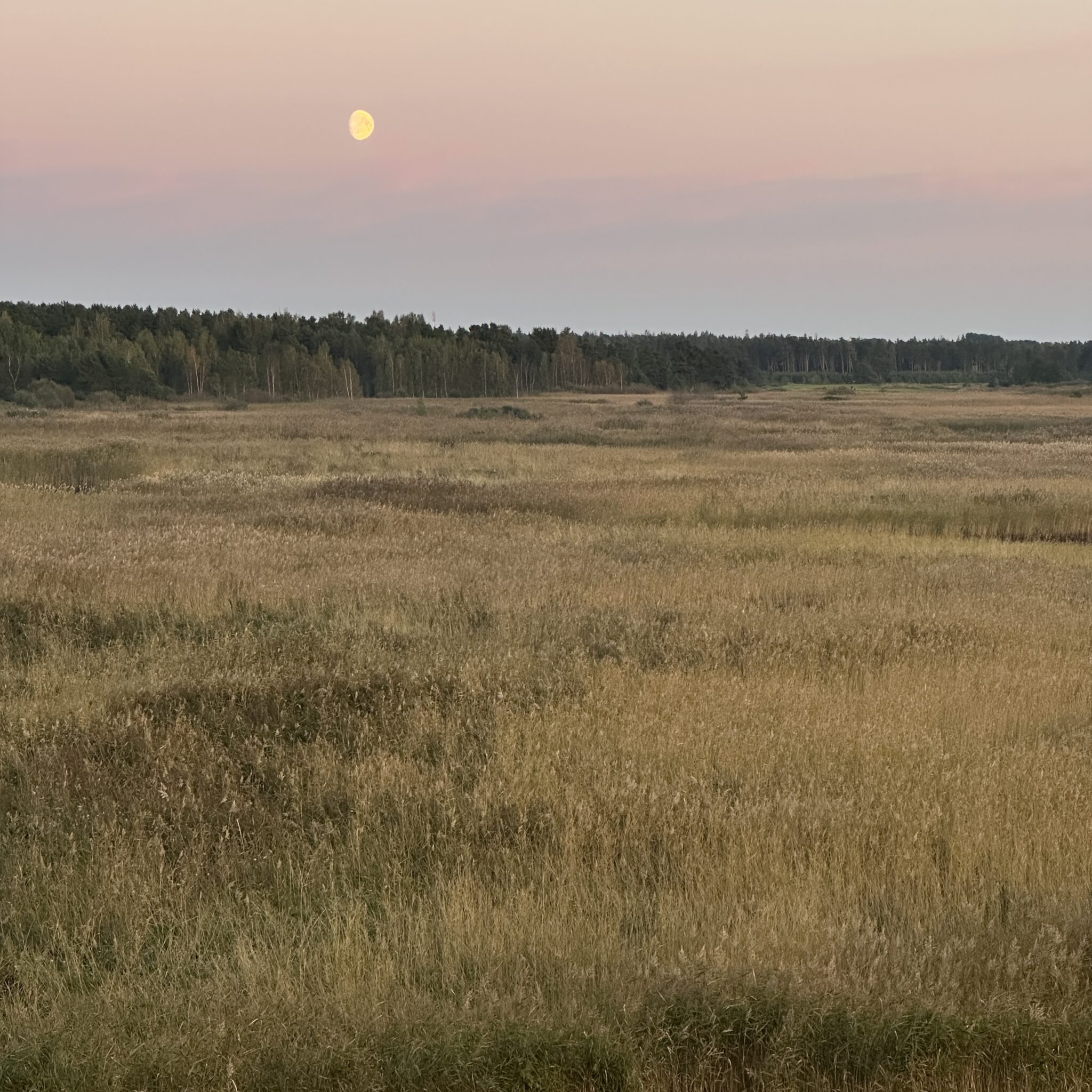 Päikesetõus kõrge rohu ja puudega põllul.