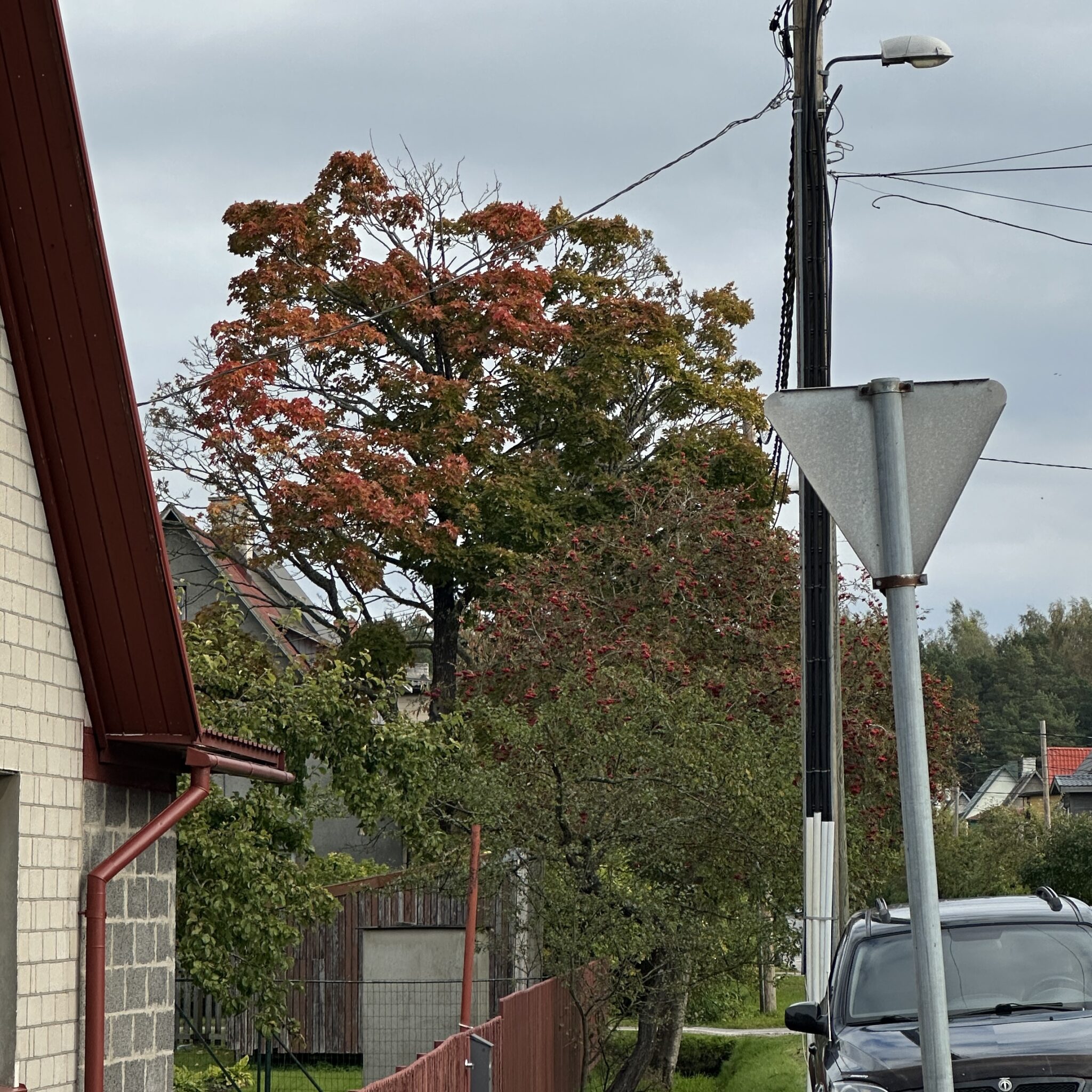 Puu sügislehtedega tänavasildi ja auto kõrval.