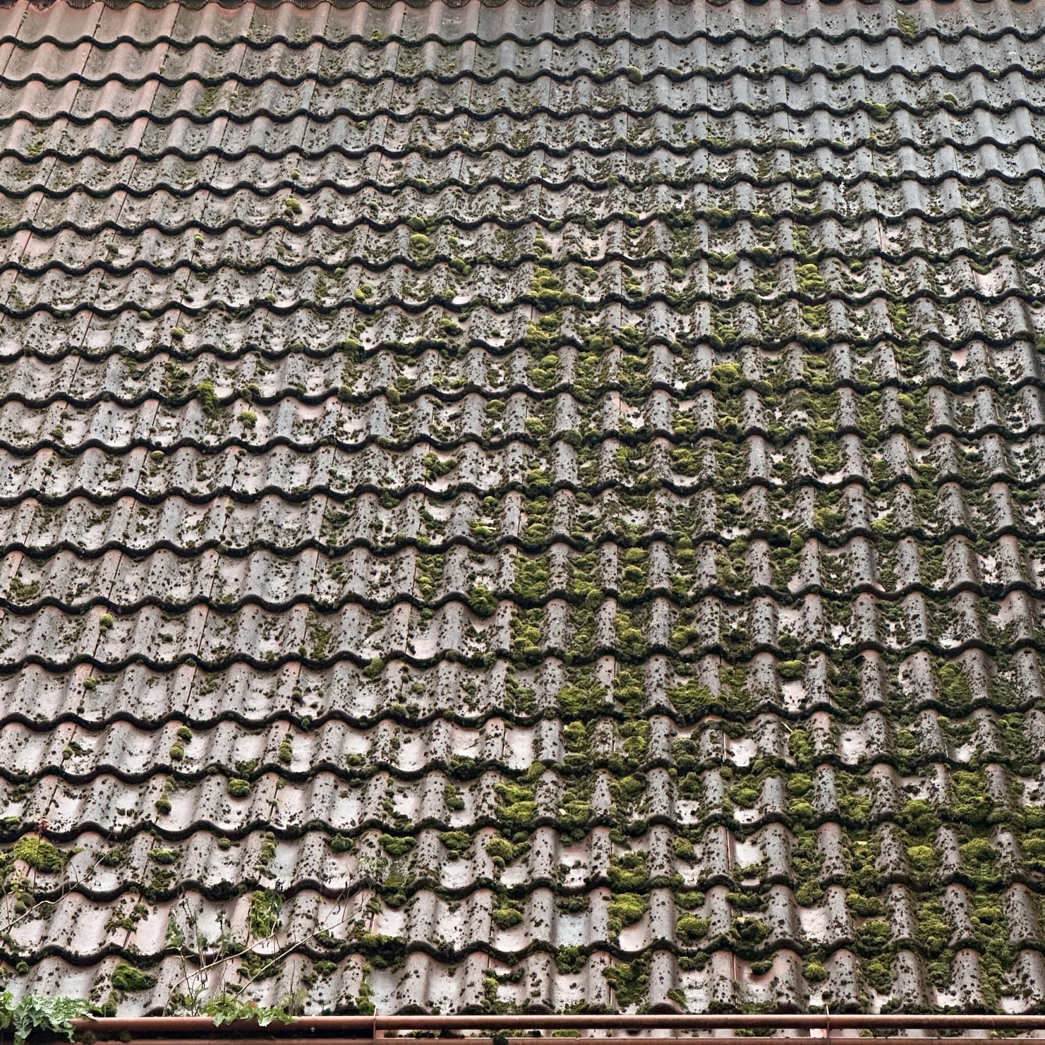 Sammaldunud katusekivid reas.
