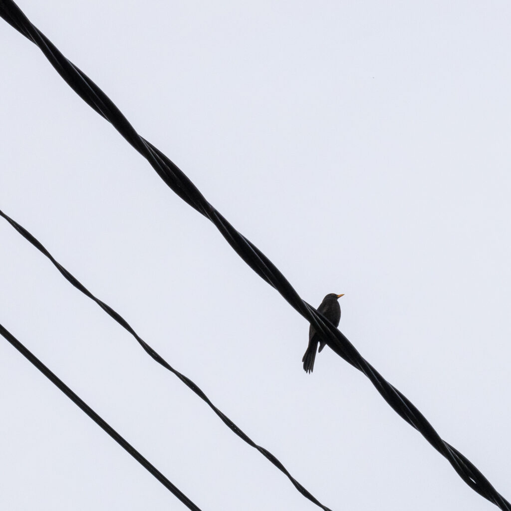 Lind istub keerdunud elektriliinil selge taeva taustal.