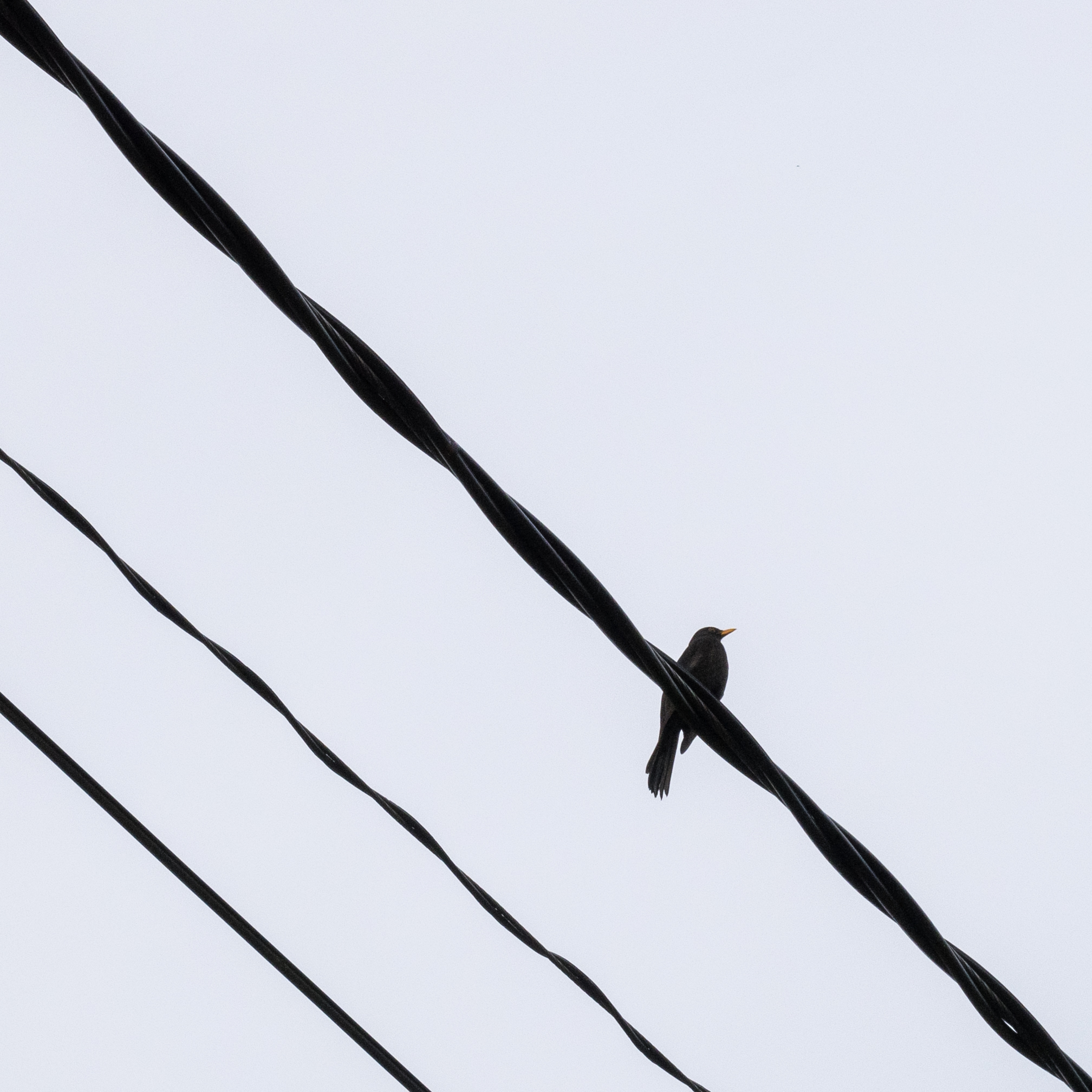 Lind istub keerdunud elektriliinil selge taeva taustal.