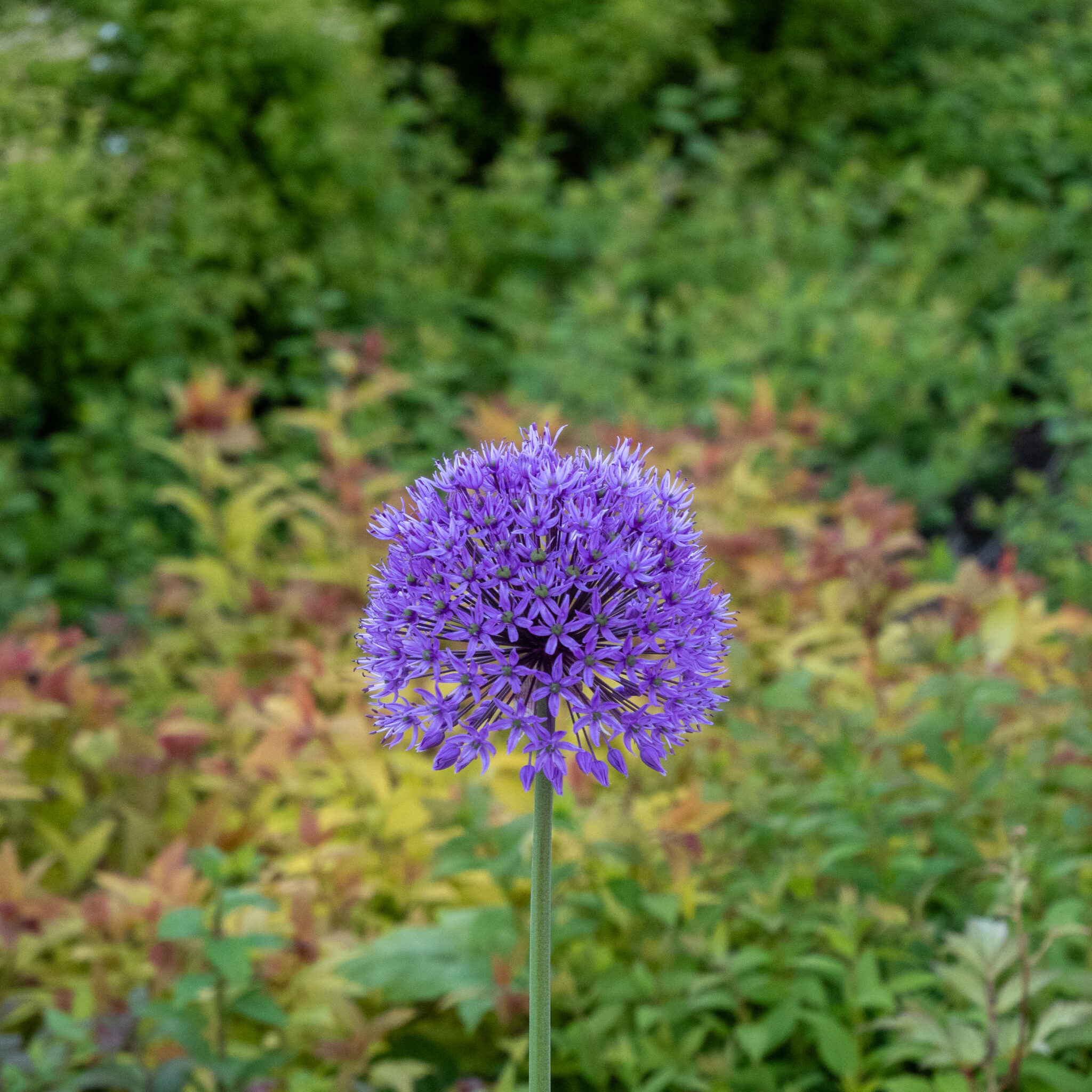 Ere lilla laukalill paistab lopsaka roheluse taustal.