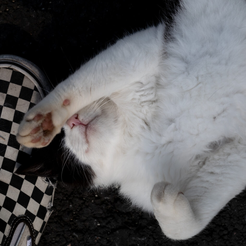 Valge kass roosade kõrvade ja käppadega magab ruudulisel pinnal.