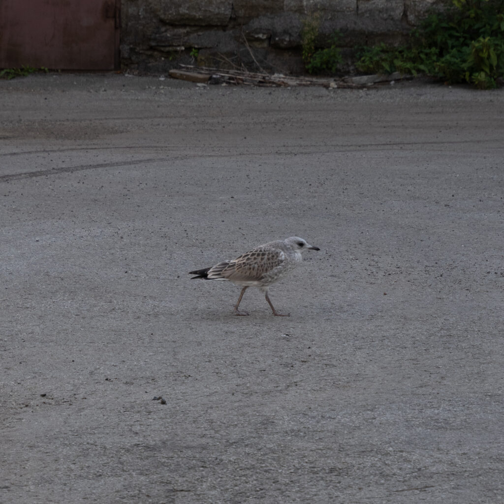 Kajakas kõnnib betoonpinnal.