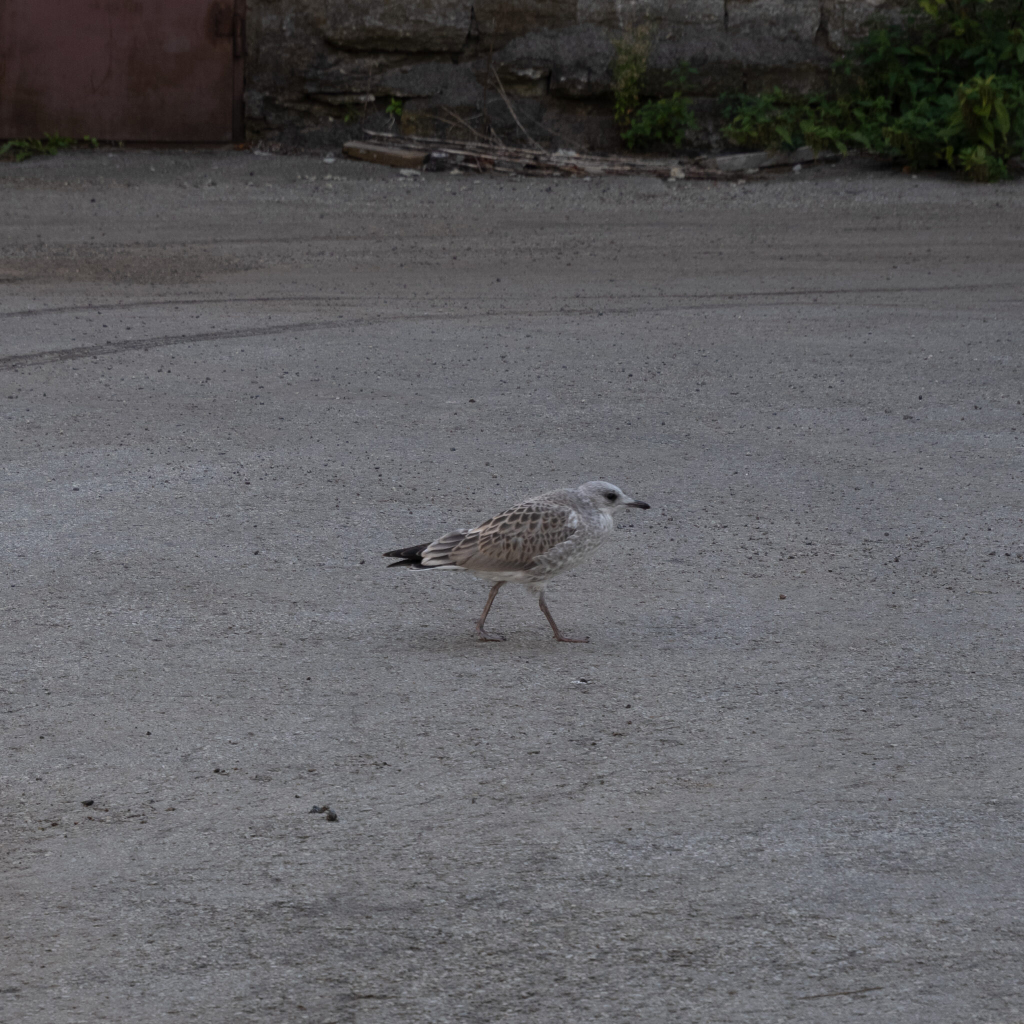 Kajakas kõnnib betoonpinnal.