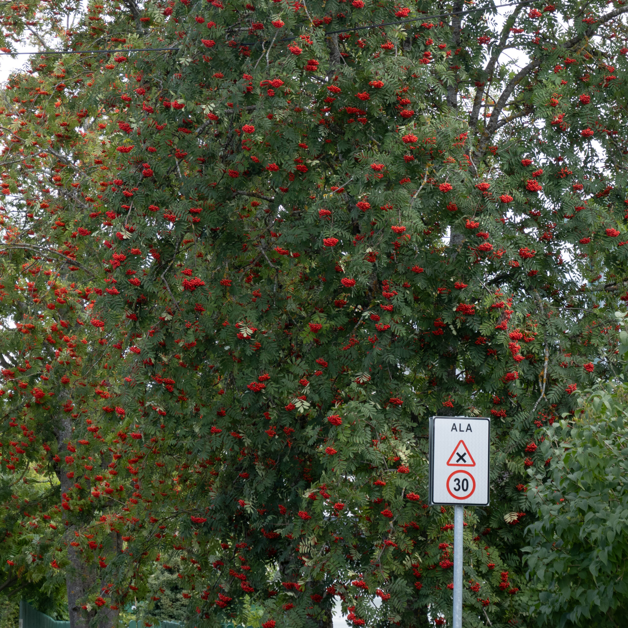 P1127439