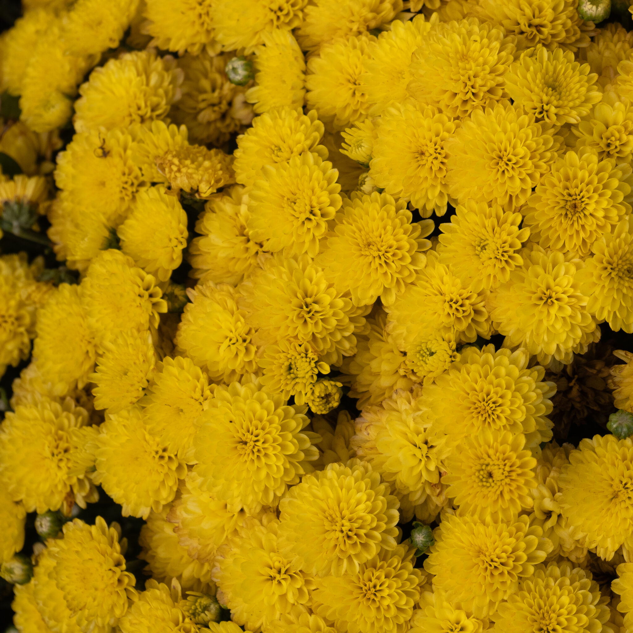 P1127448