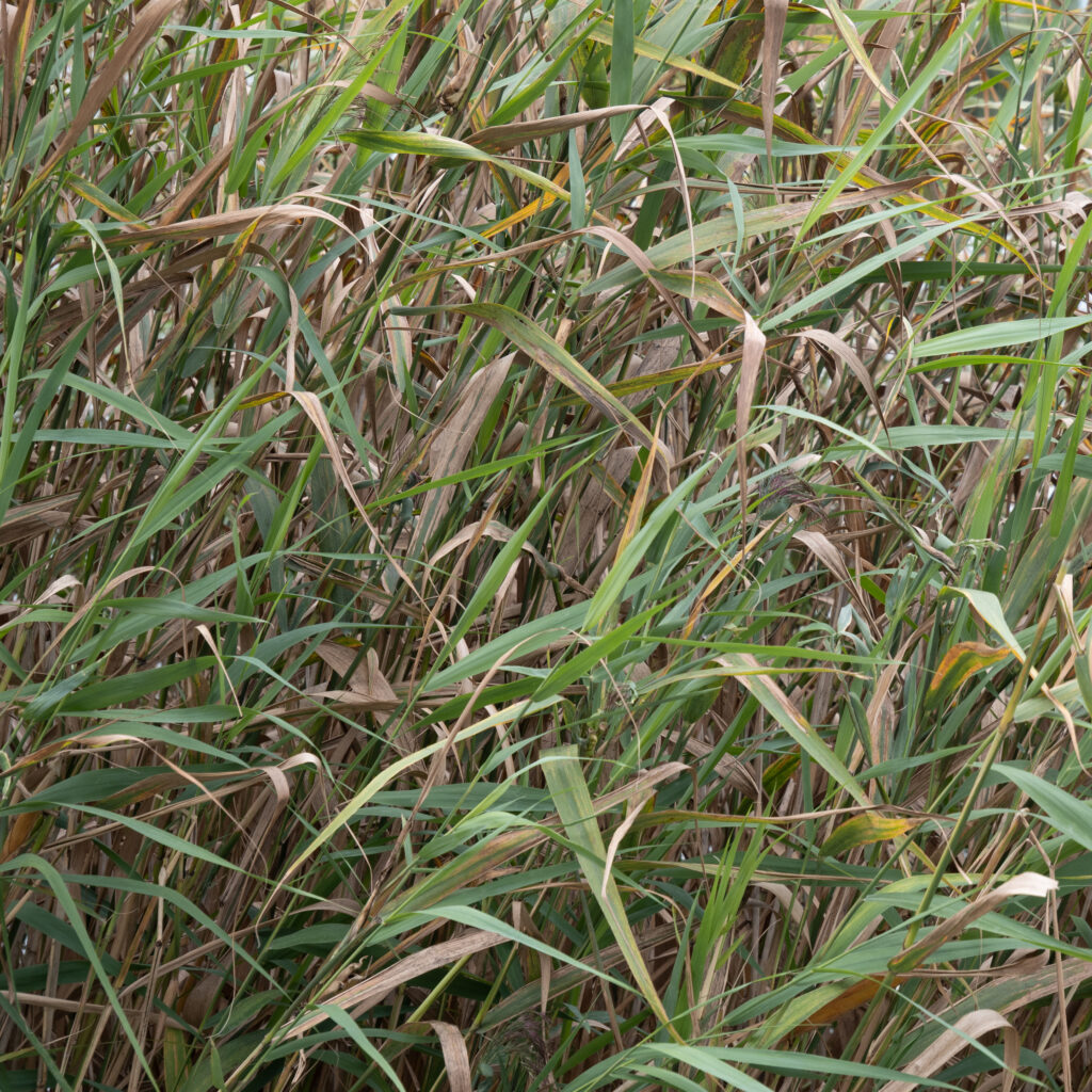 P1127504