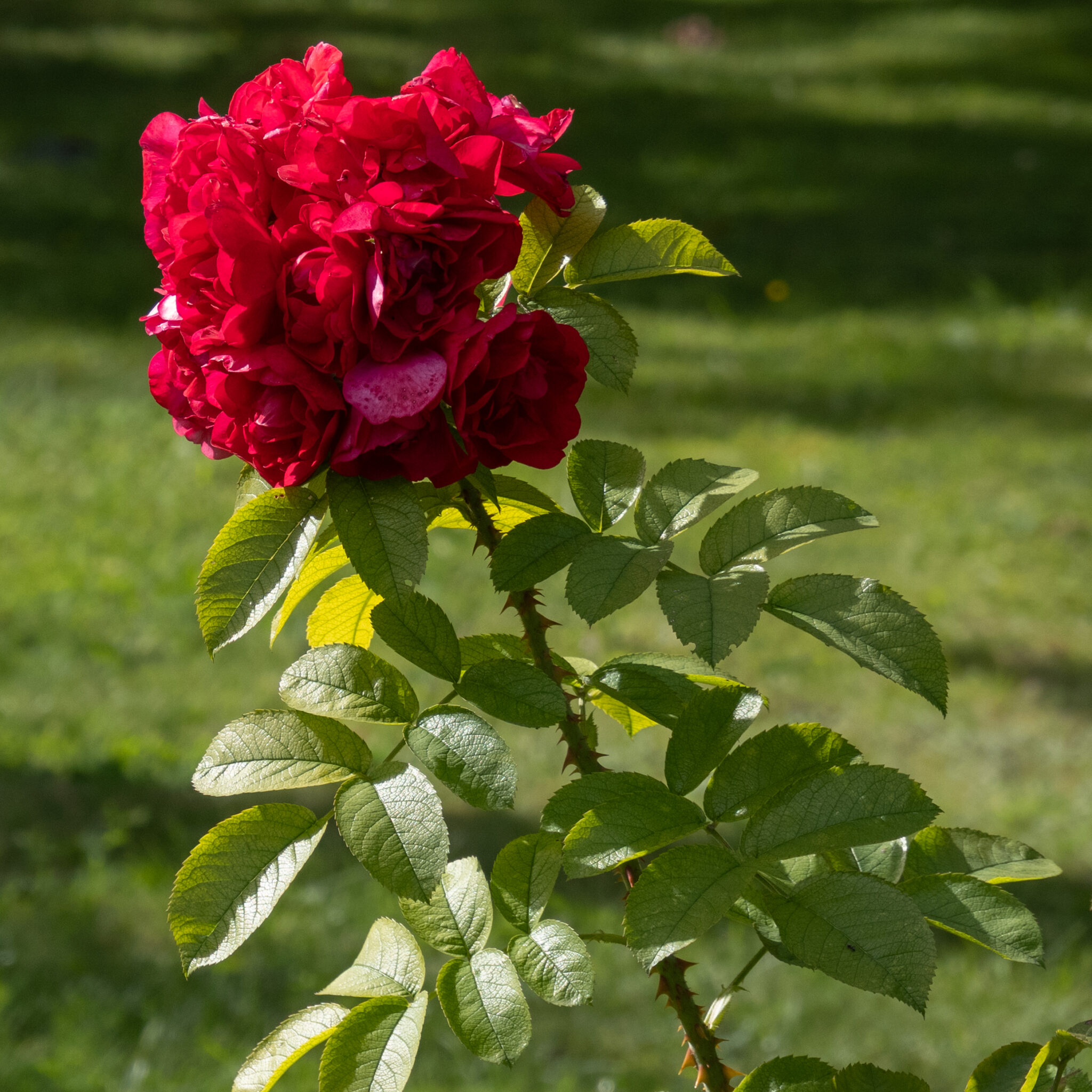 P1127822
