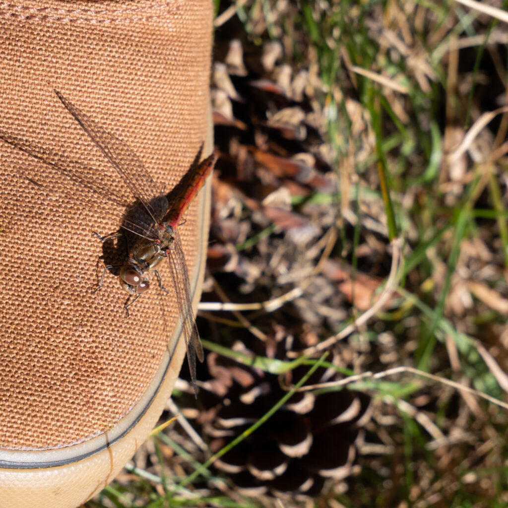 Kiil jalanõul looduses.