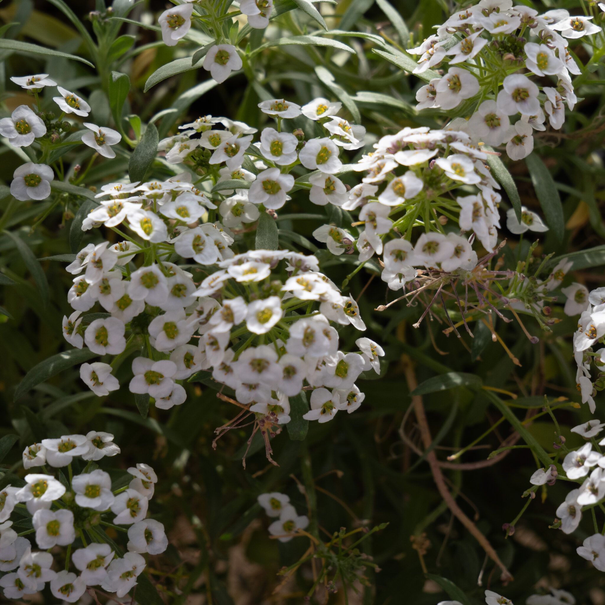 P1127986