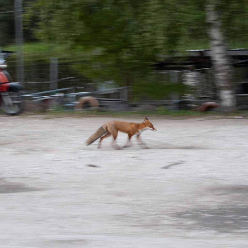 Rebane jookseb üle kruusase välja.