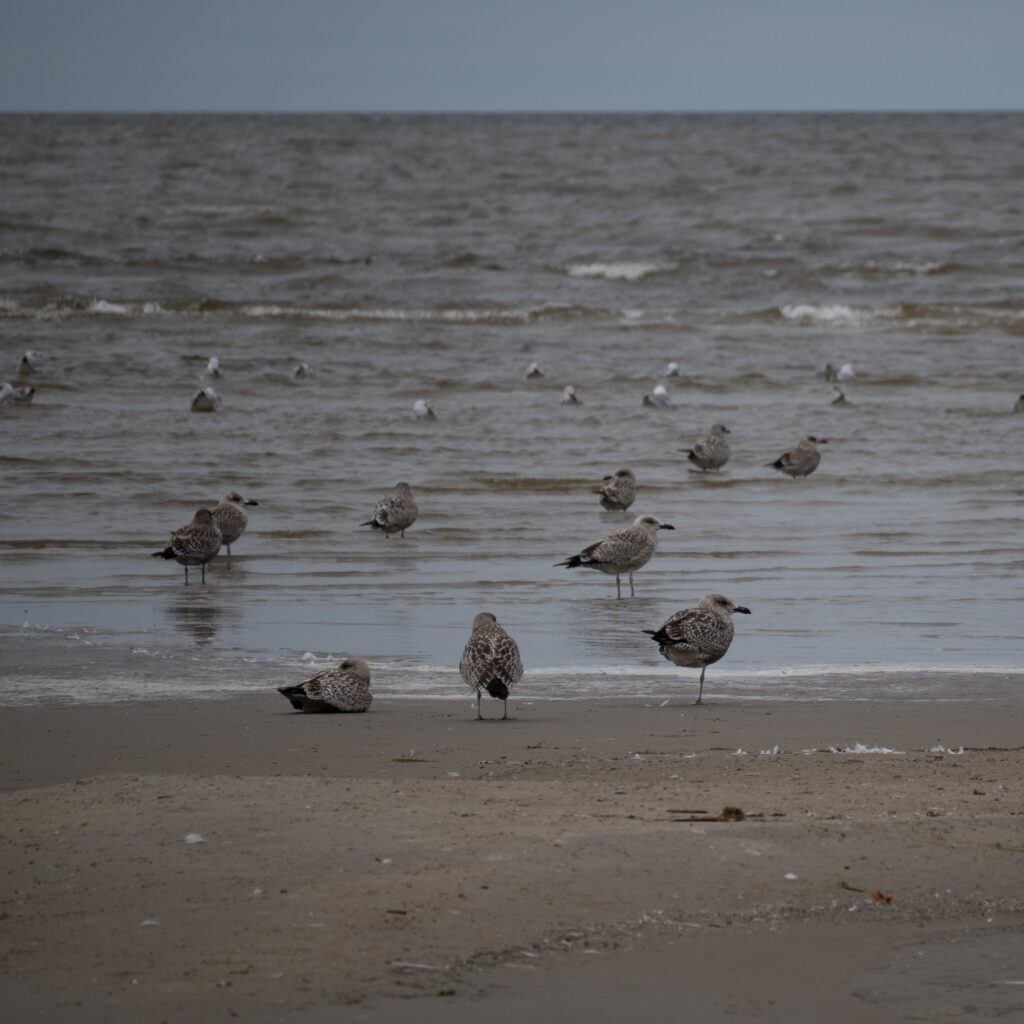 Kajakad rannal, taustal meri.