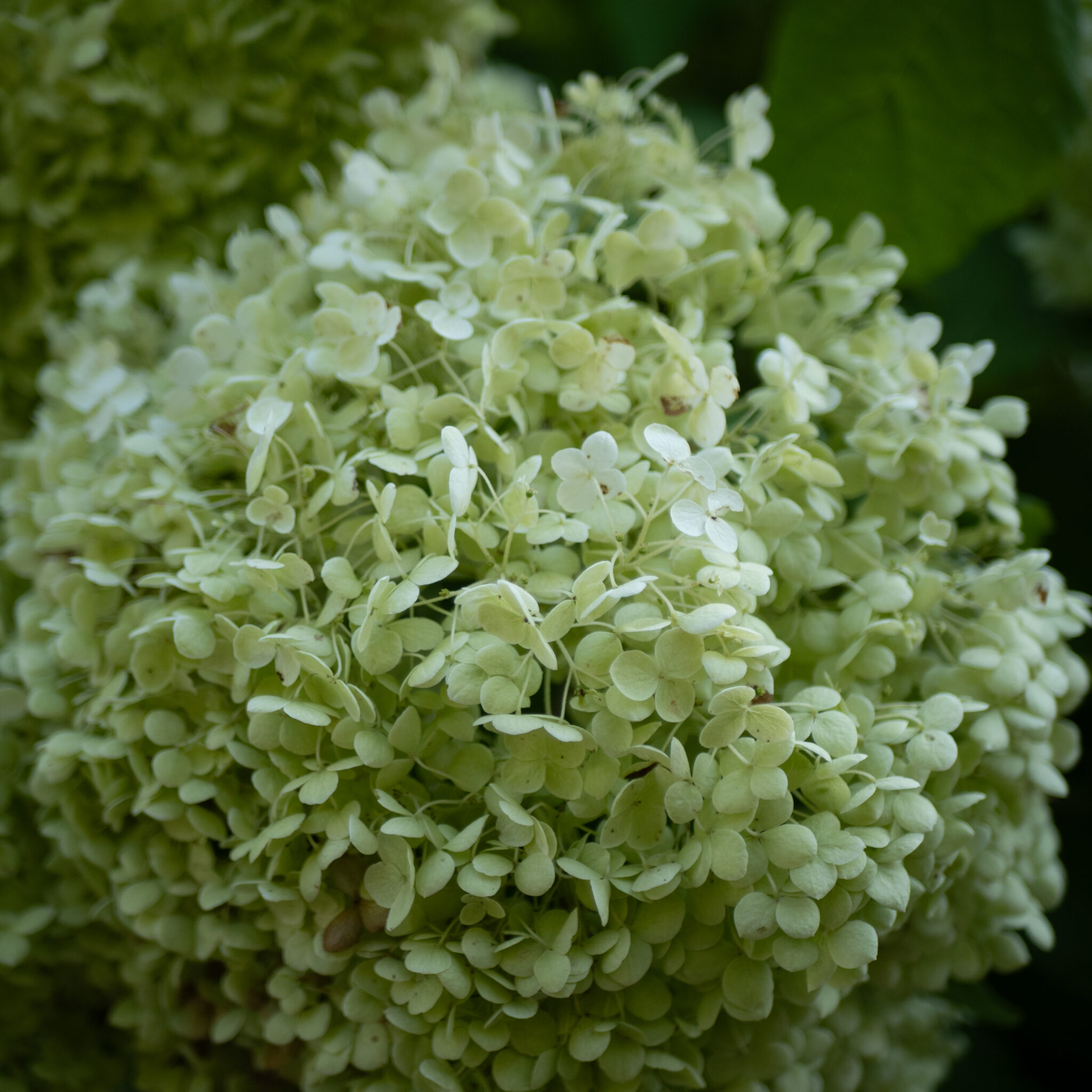P1139518