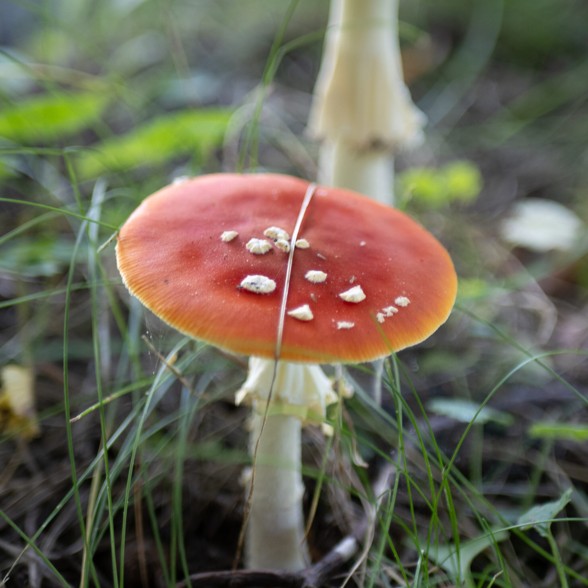 P1139524