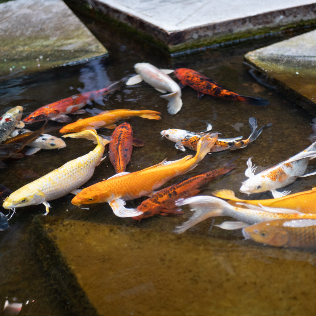 Rühm värvilisi koi-kalu tiigis.
