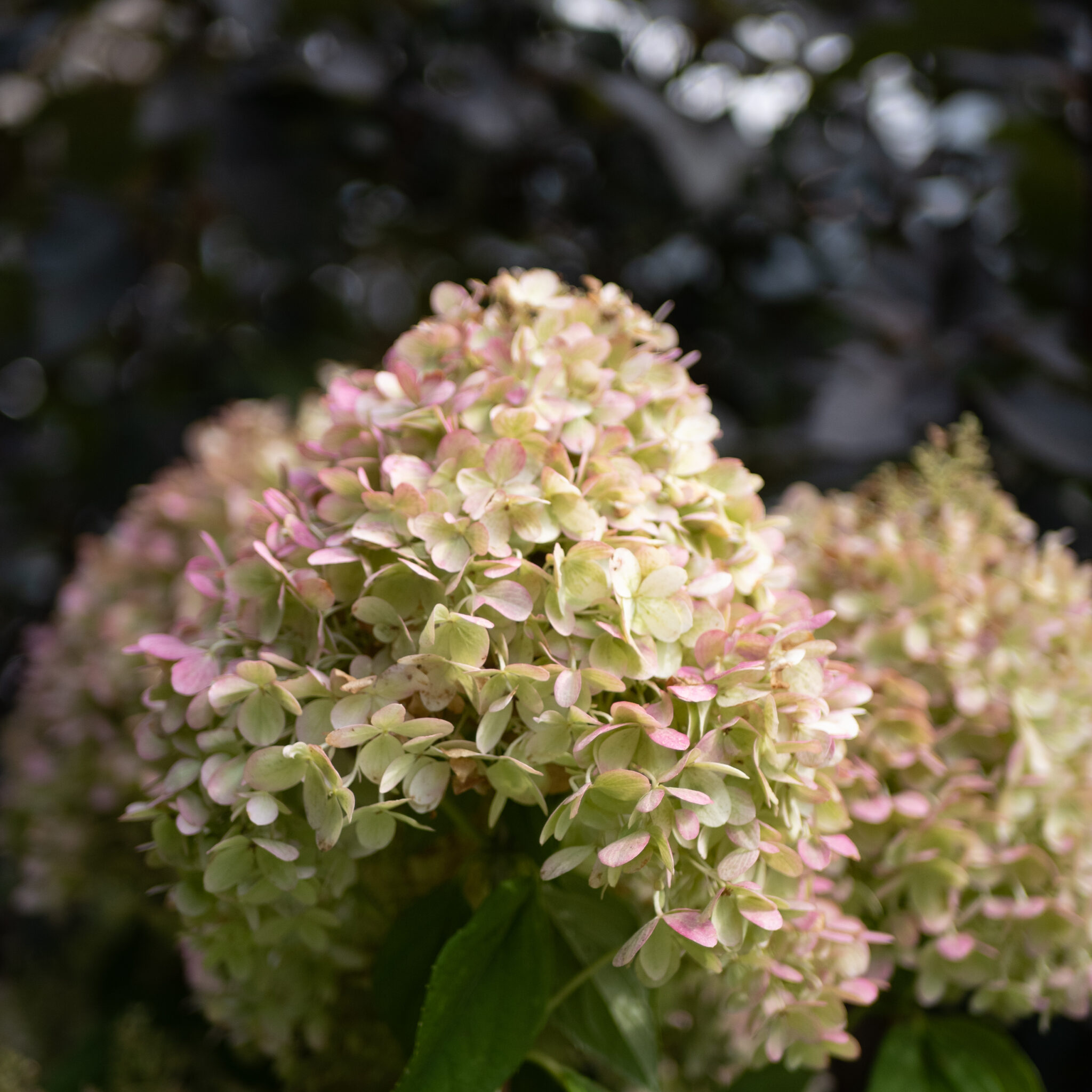 P1139729