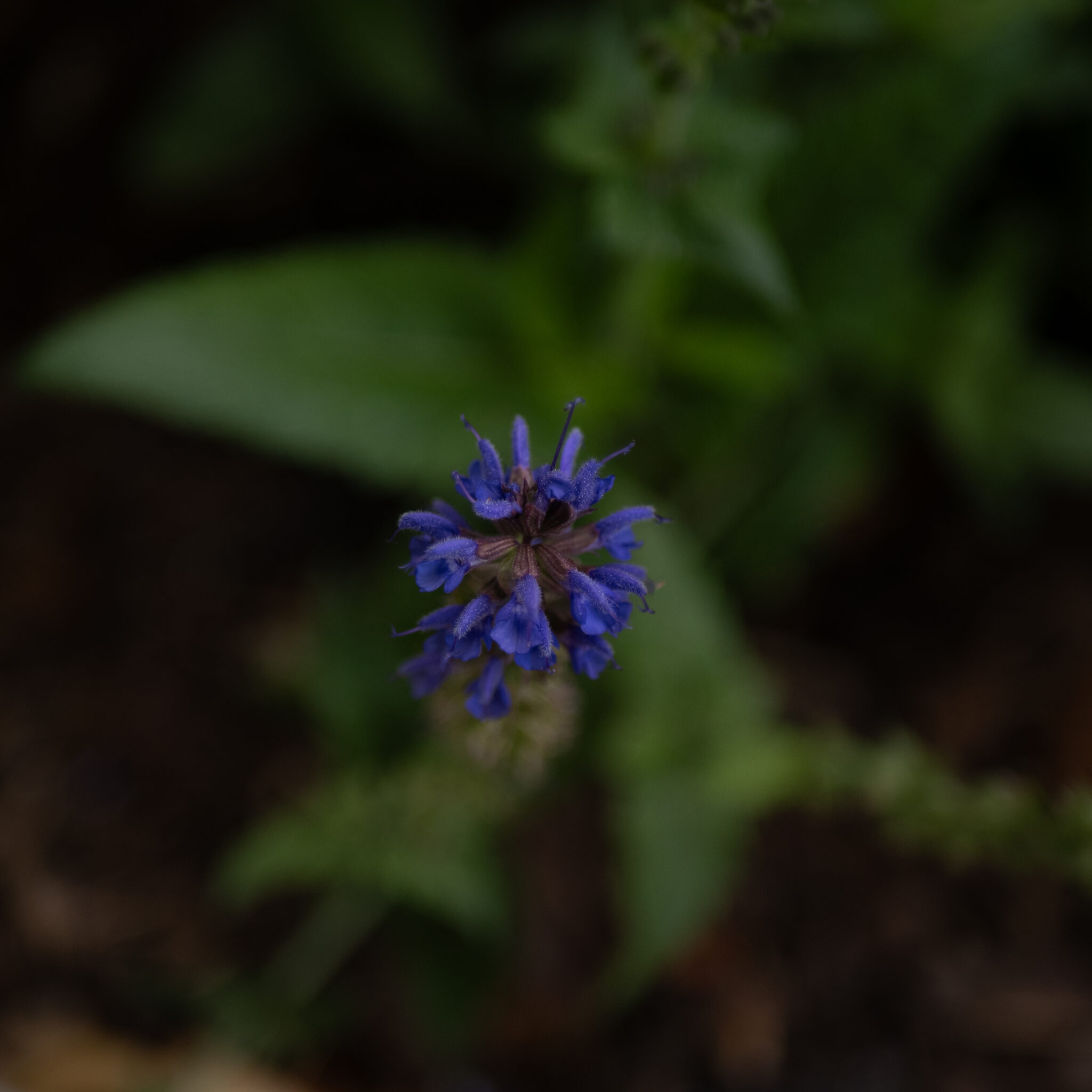 P1139730