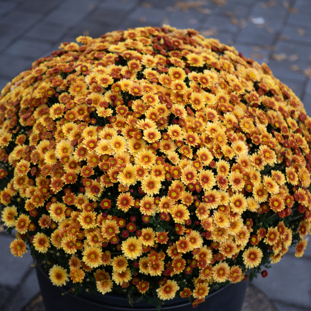 Ere kollane-oranž lilleseade potis.