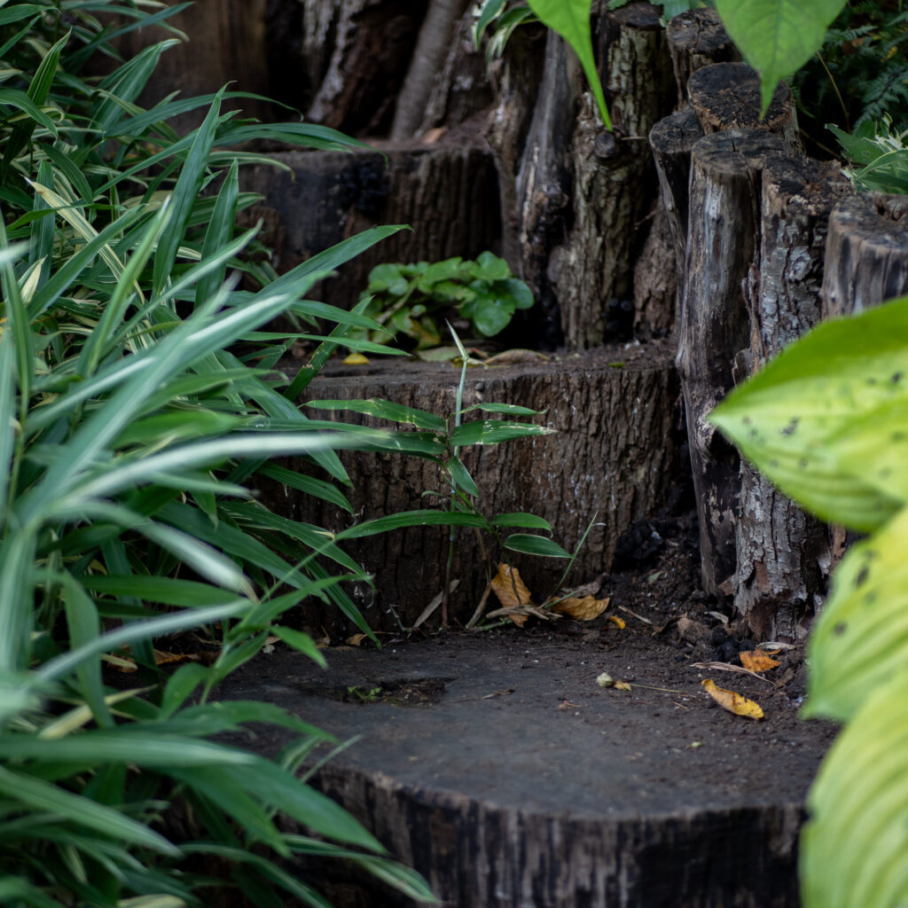 Väike taim kasvab kändude ja roheluse keskel.