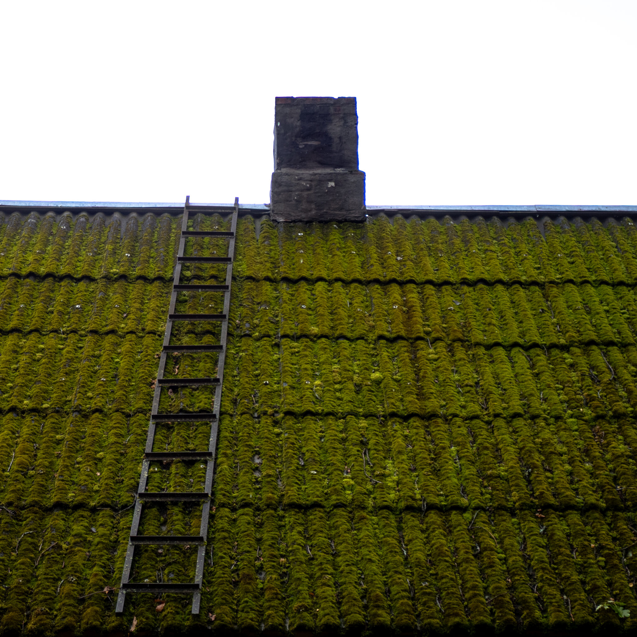 Sammalkatus redeli ja korstnani viiva teega.