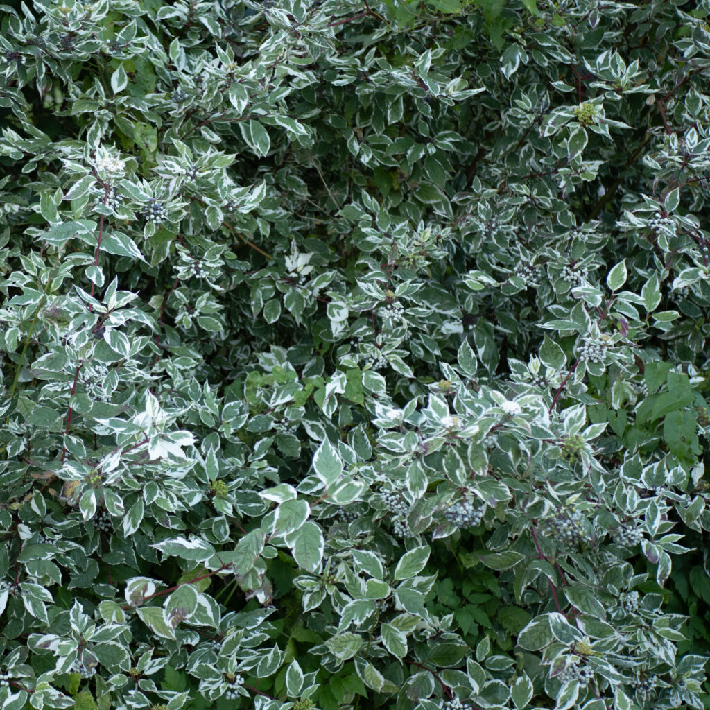 P1162589