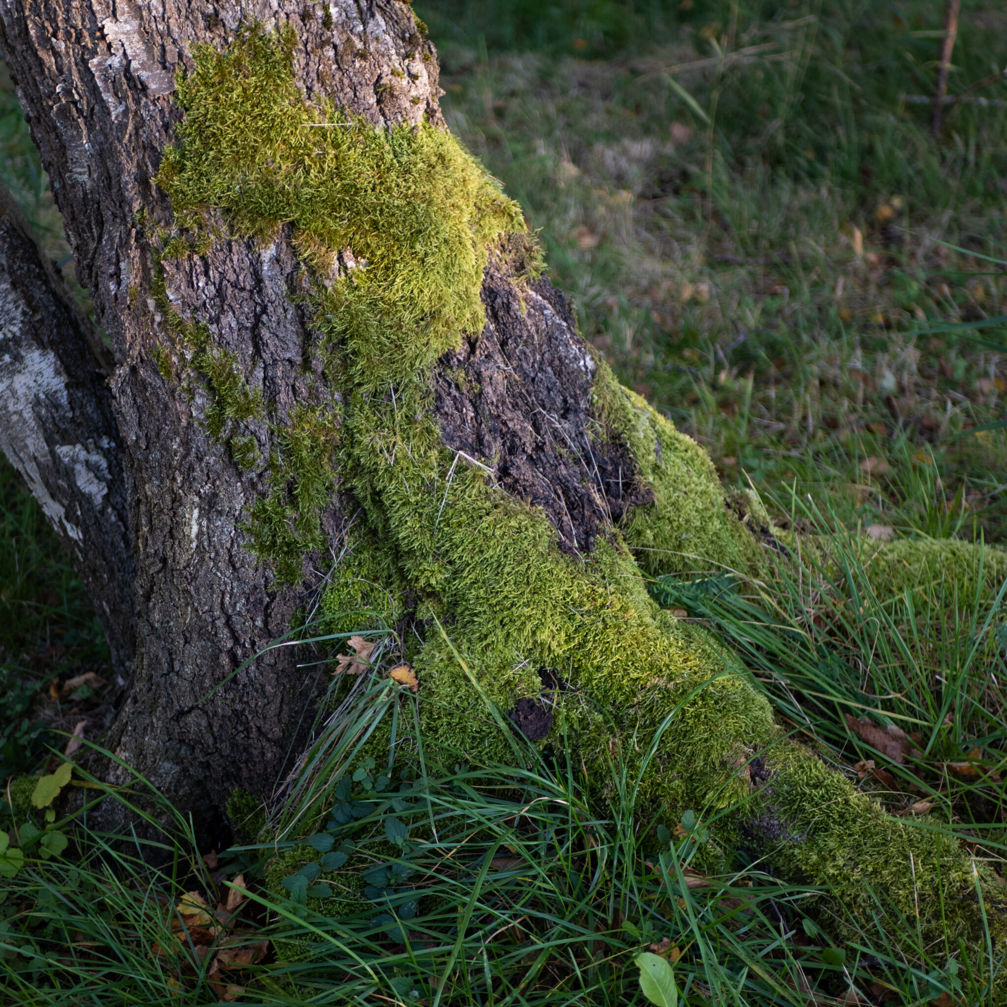 P1162603