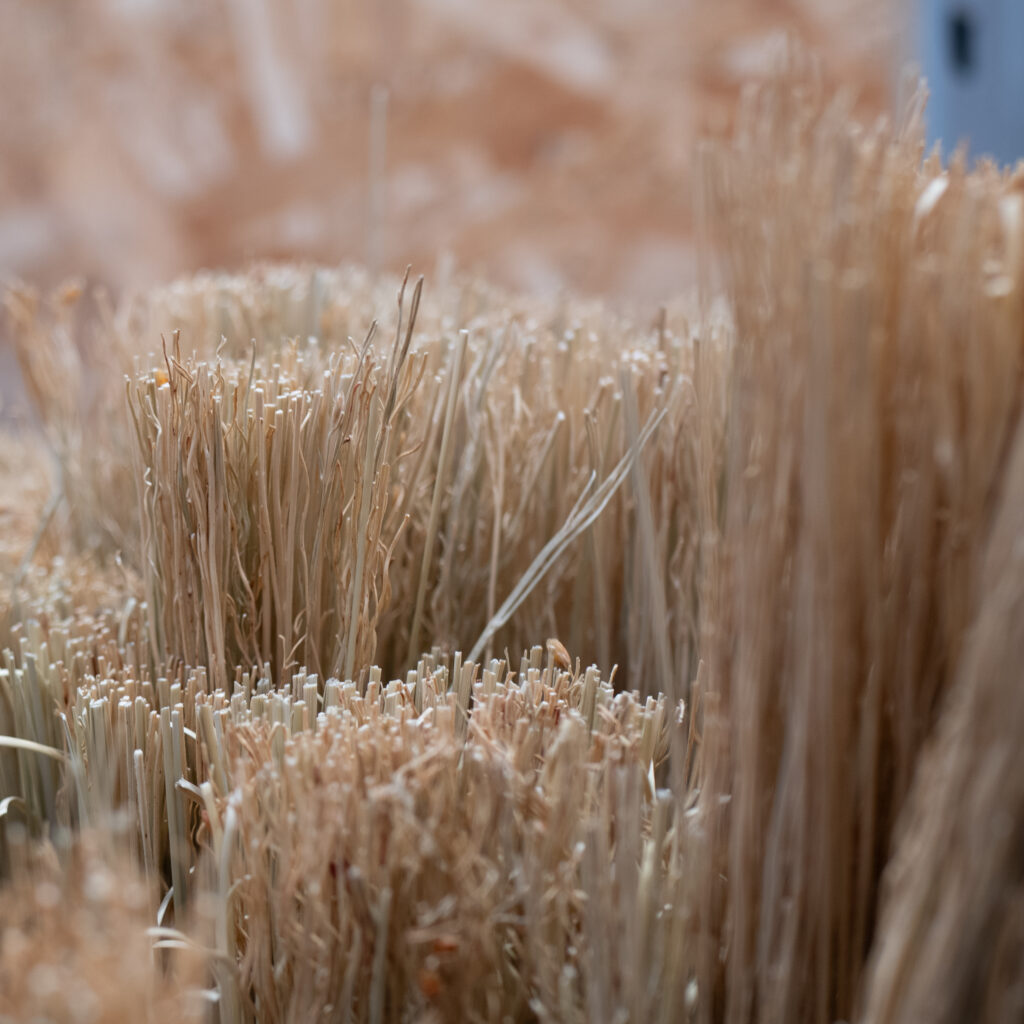 Kuivanud pilliroog hunnikus.