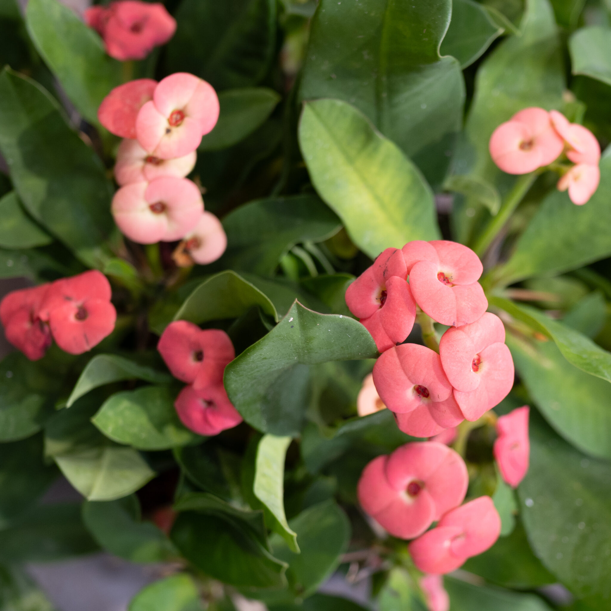 Okaskroonitaime lähivaade roosade õite ja roheliste lehtedega.