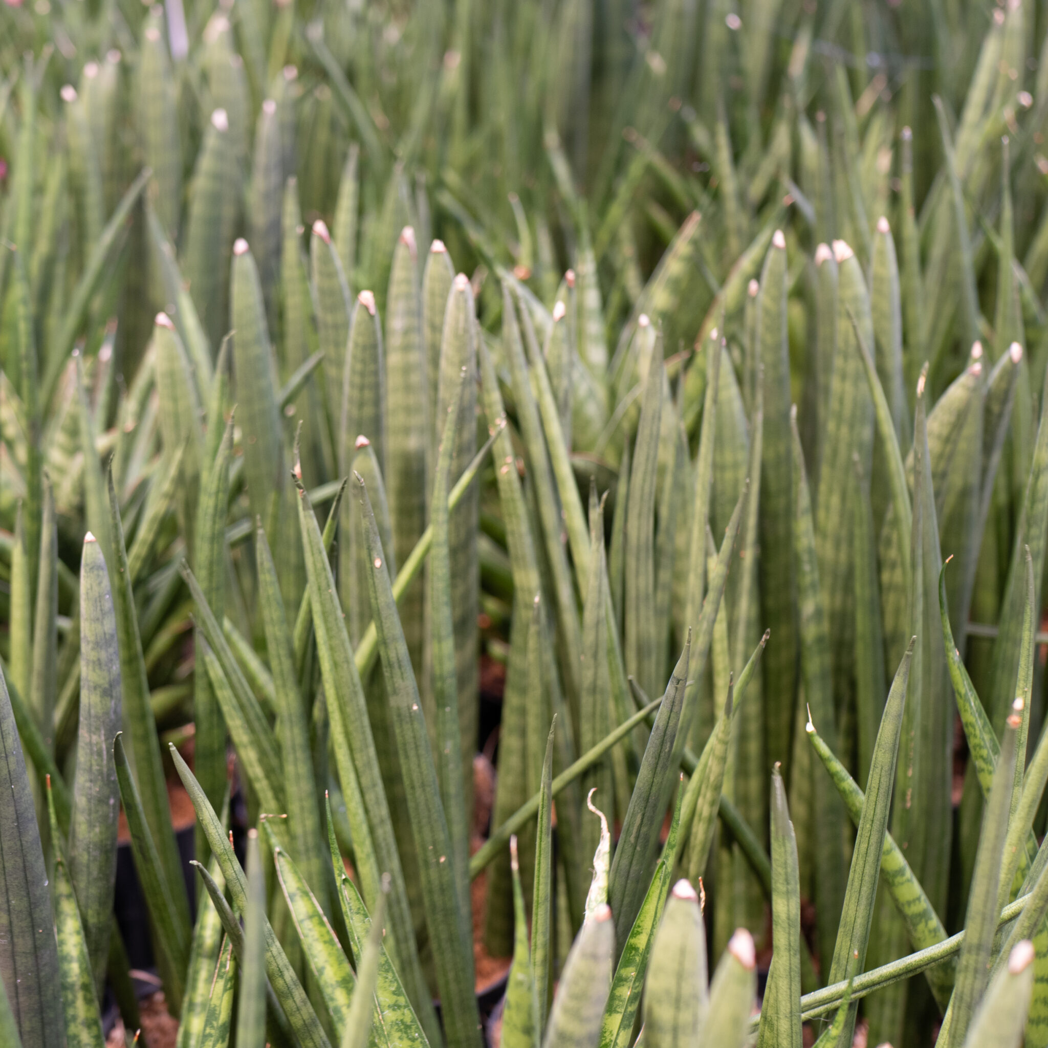 Tihe mõõgaleheline ämbliktaimede kogum.
