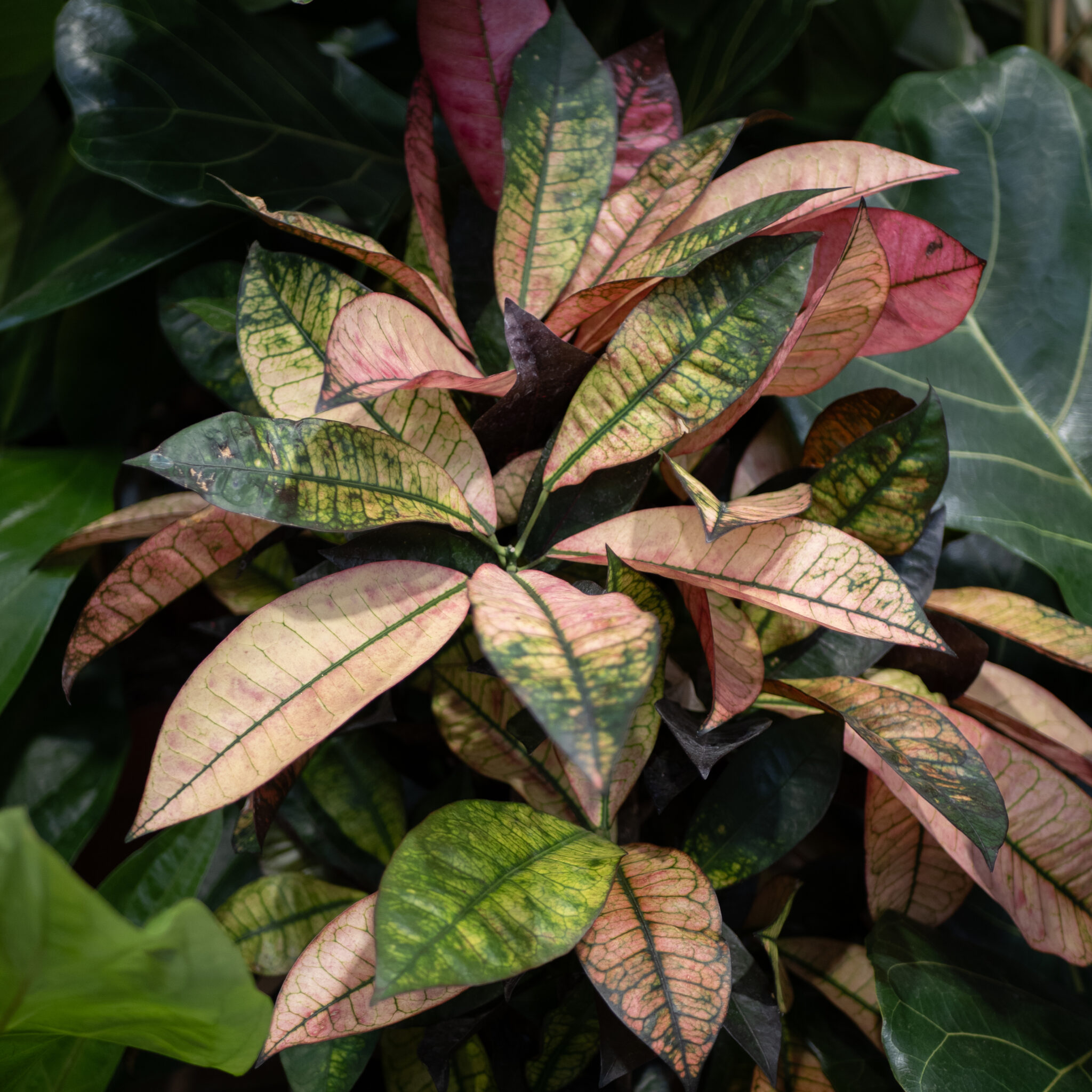 Kirju krooton mitmevärviliste lehtedega.