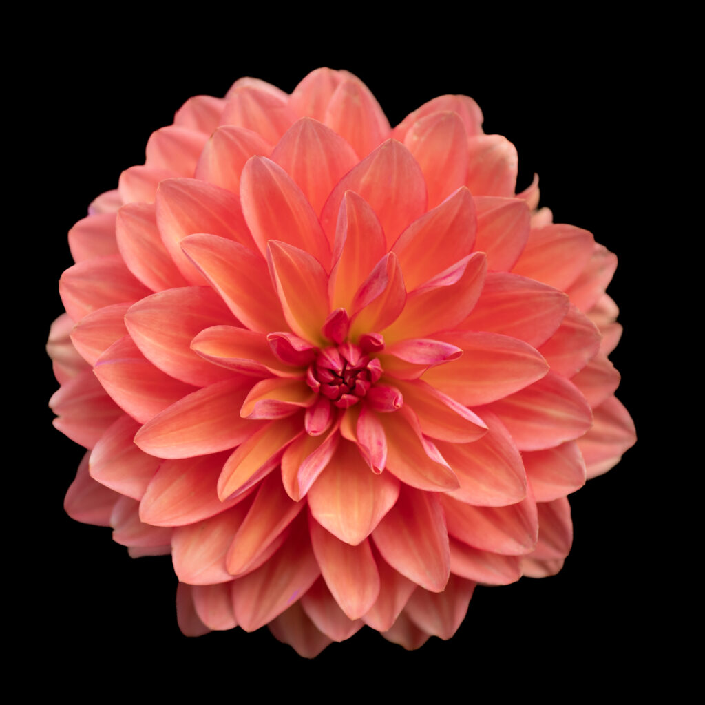 Ere roosa daalia mustal taustal.