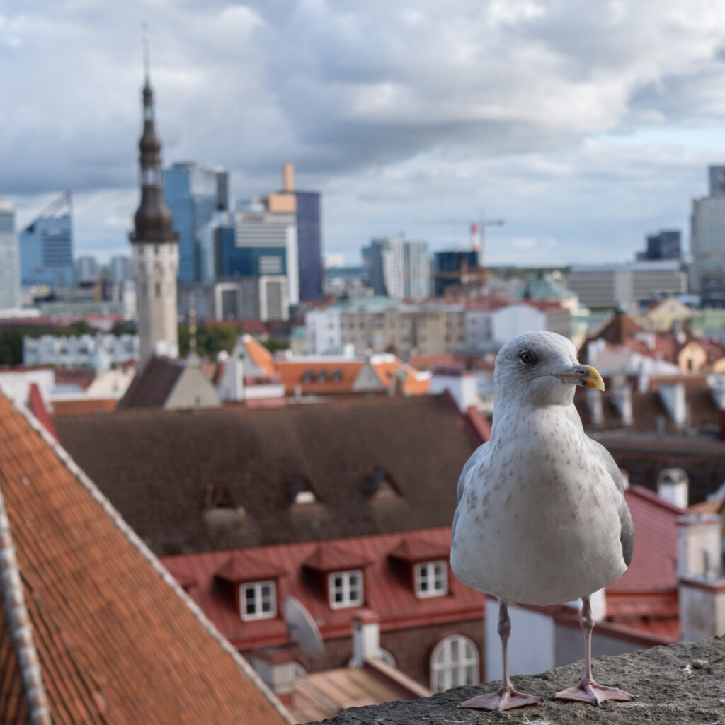 Kajakas seisab katusel, vaatega Tallinna linnale.