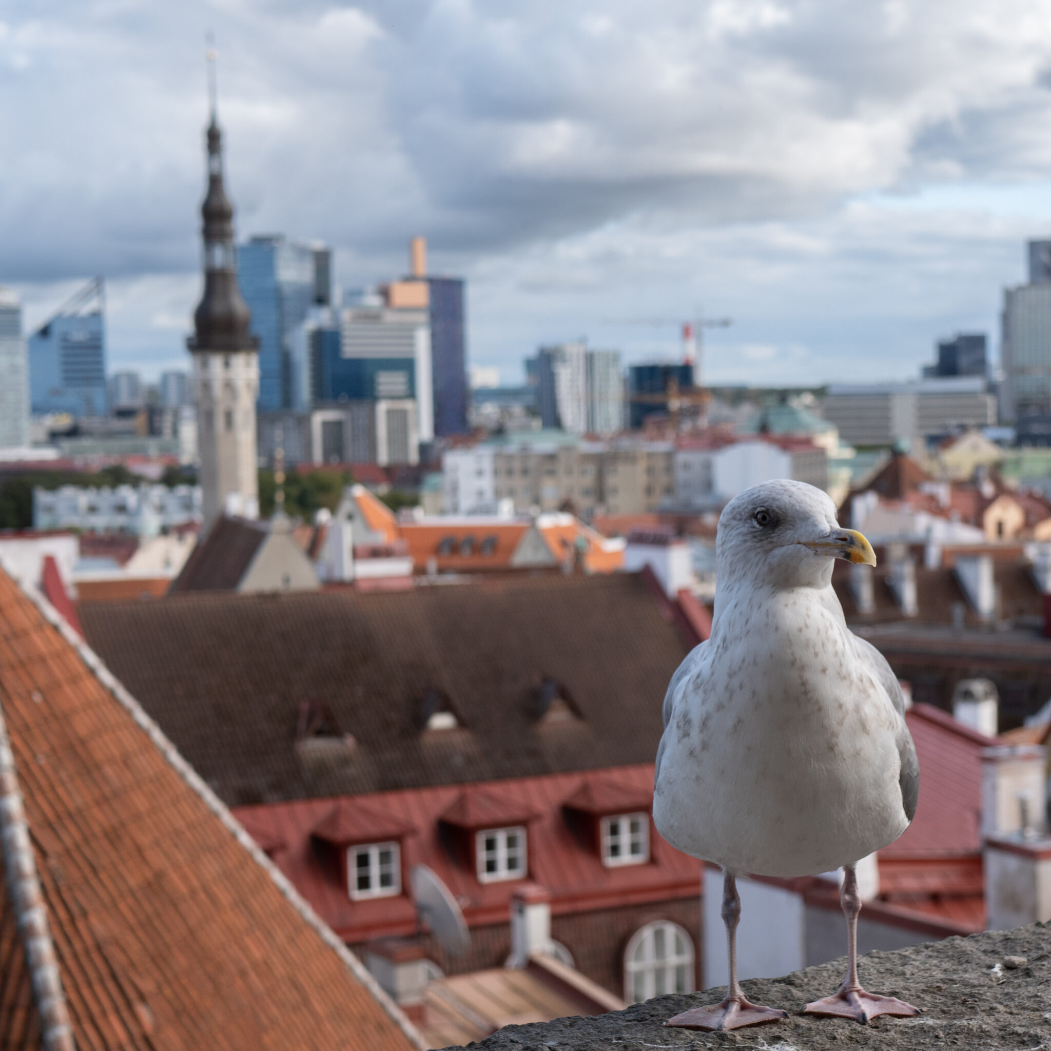 Kajakas seisab katusel, vaatega Tallinna linnale.